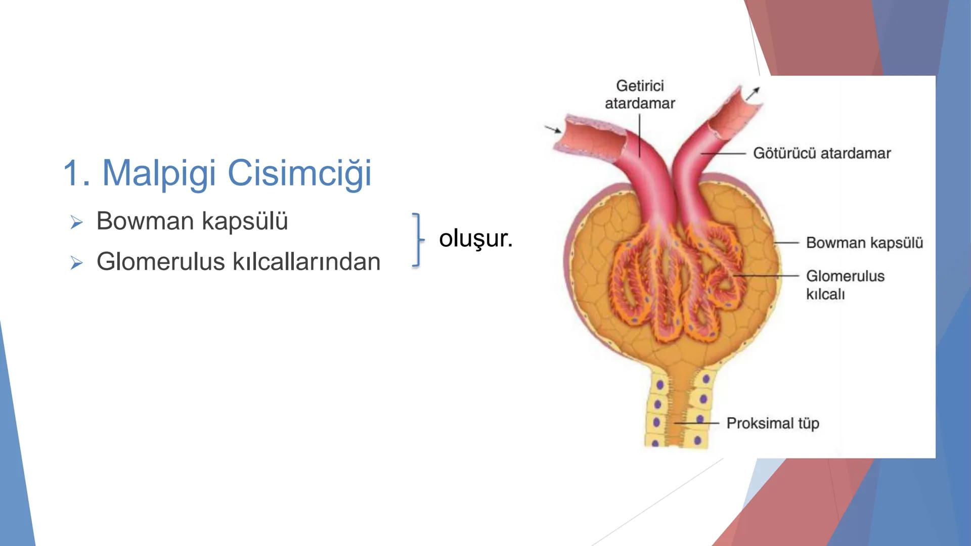 ÜRİNER SİSTEM
(BOŞALTIM SİSTEMİ) Boşaltım Sistemi
➤ Canlıların metabolizmaları sonucu oluşan zararlı atık
maddelerin veya işe yaramayan mole