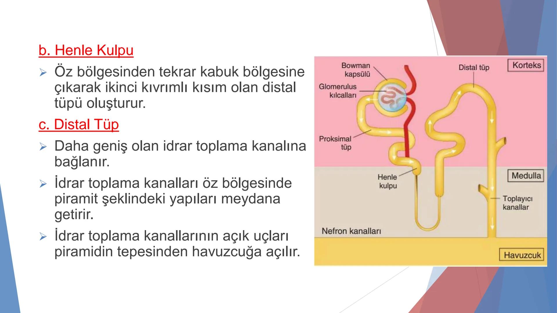 ÜRİNER SİSTEM
(BOŞALTIM SİSTEMİ) Boşaltım Sistemi
➤ Canlıların metabolizmaları sonucu oluşan zararlı atık
maddelerin veya işe yaramayan mole