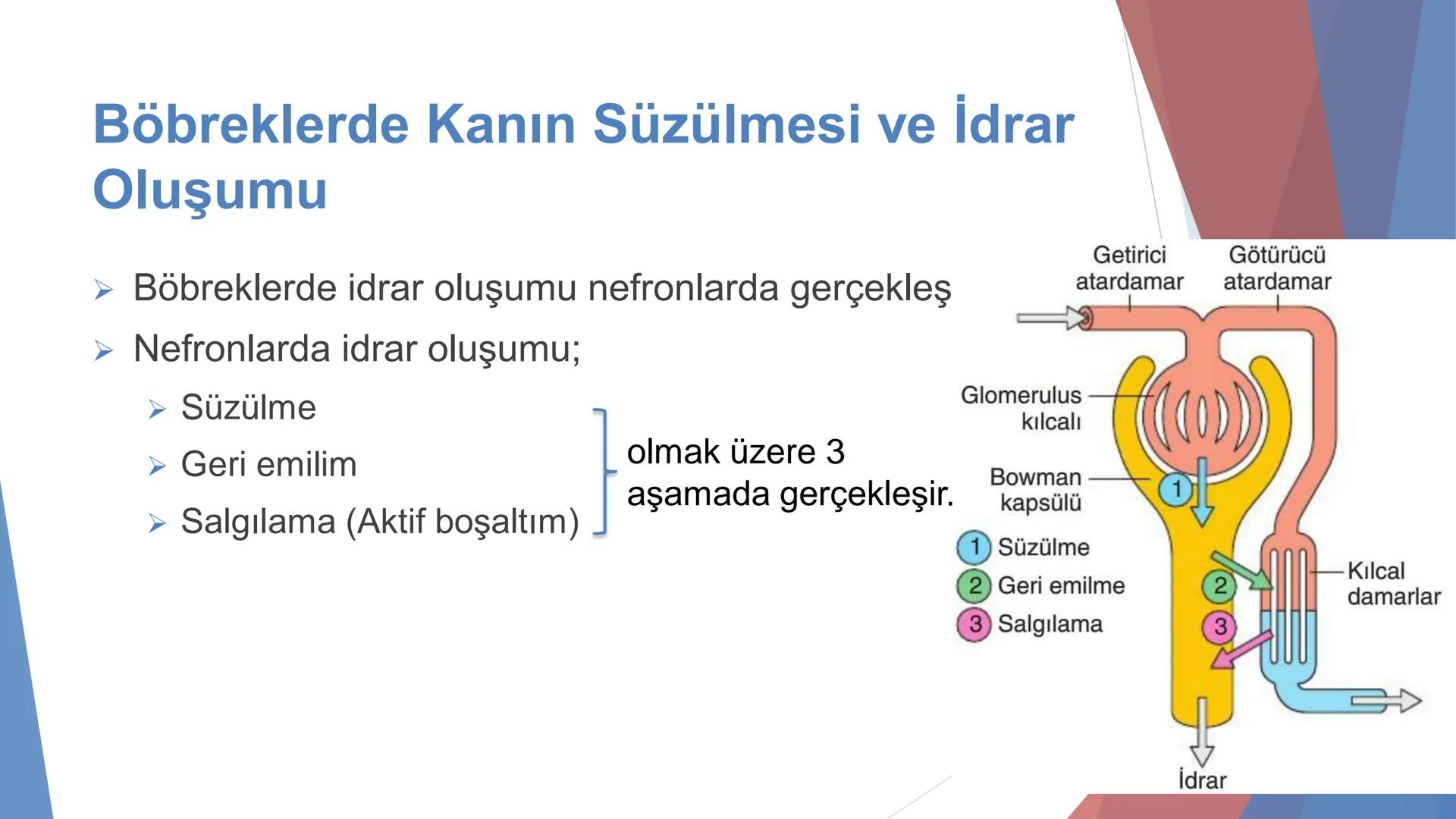 ÜRİNER SİSTEM
(BOŞALTIM SİSTEMİ) Boşaltım Sistemi
➤ Canlıların metabolizmaları sonucu oluşan zararlı atık
maddelerin veya işe yaramayan mole