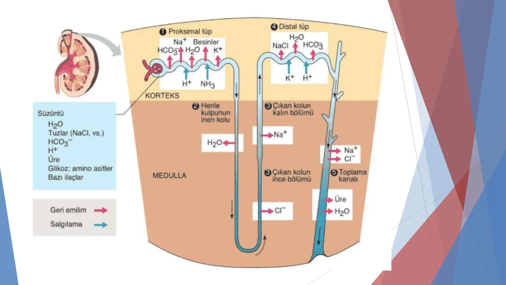 ÜRİNER SİSTEM
(BOŞALTIM SİSTEMİ) Boşaltım Sistemi
➤ Canlıların metabolizmaları sonucu oluşan zararlı atık
maddelerin veya işe yaramayan mole