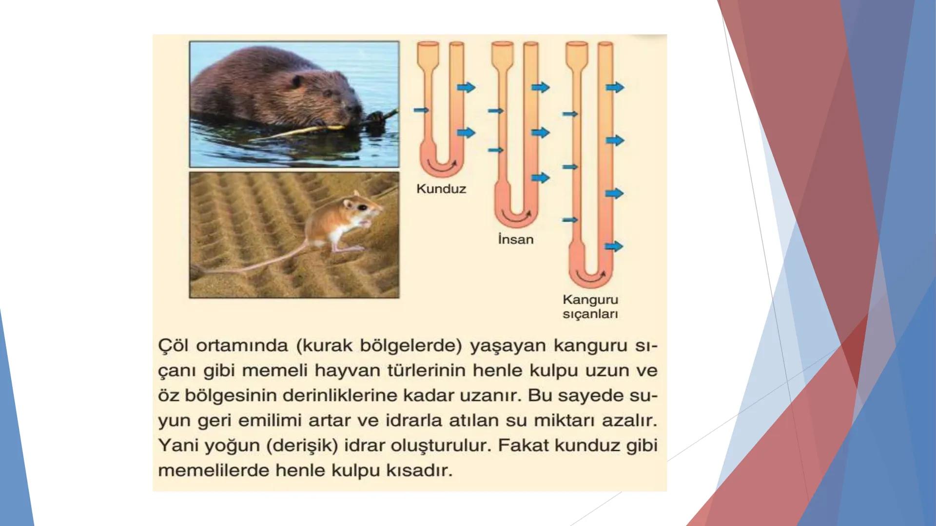 ÜRİNER SİSTEM
(BOŞALTIM SİSTEMİ) Boşaltım Sistemi
➤ Canlıların metabolizmaları sonucu oluşan zararlı atık
maddelerin veya işe yaramayan mole