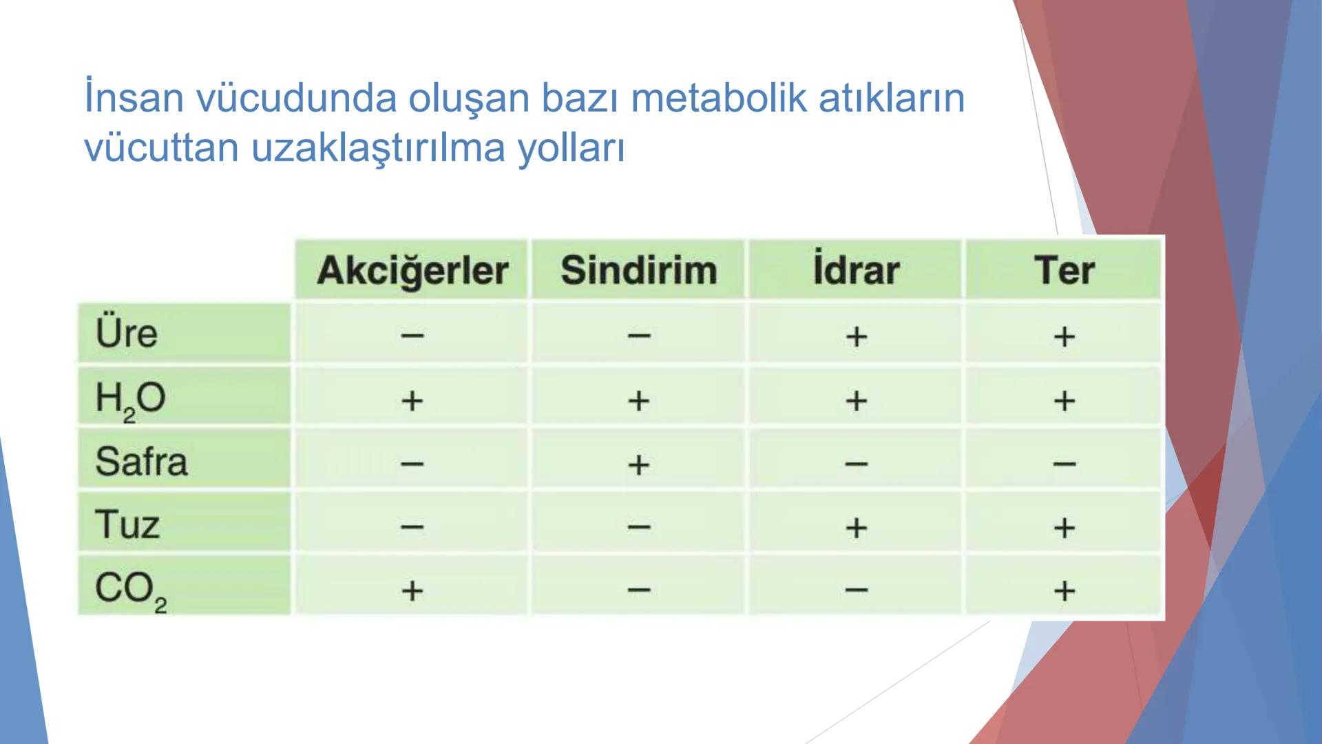 ÜRİNER SİSTEM
(BOŞALTIM SİSTEMİ) Boşaltım Sistemi
➤ Canlıların metabolizmaları sonucu oluşan zararlı atık
maddelerin veya işe yaramayan mole