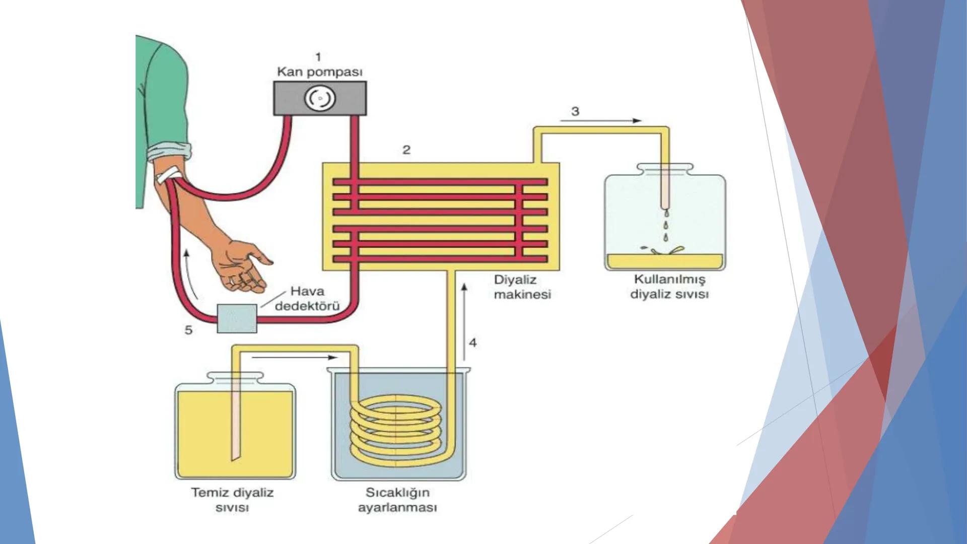 ÜRİNER SİSTEM
(BOŞALTIM SİSTEMİ) Boşaltım Sistemi
➤ Canlıların metabolizmaları sonucu oluşan zararlı atık
maddelerin veya işe yaramayan mole