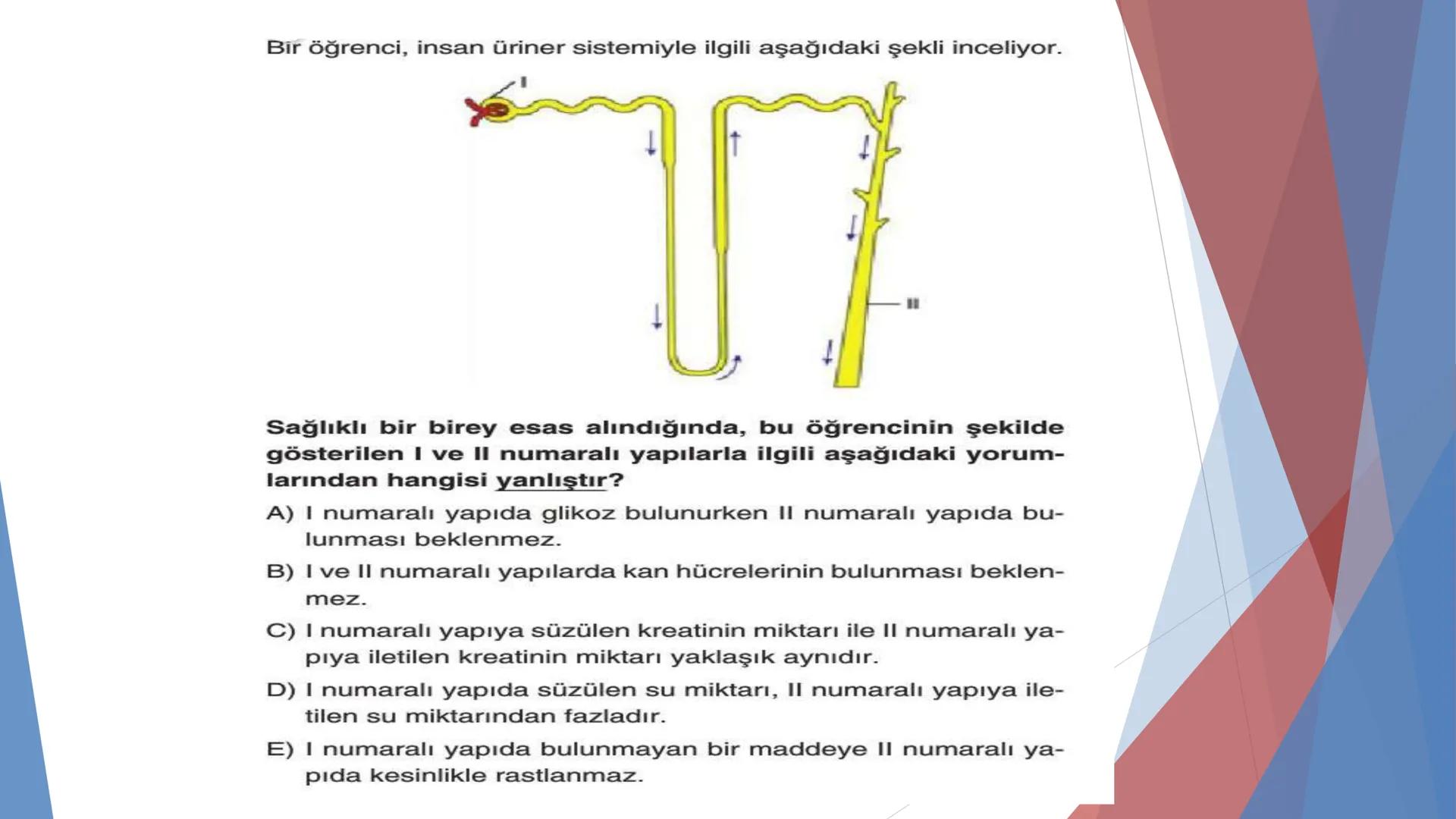 ÜRİNER SİSTEM
(BOŞALTIM SİSTEMİ) Boşaltım Sistemi
➤ Canlıların metabolizmaları sonucu oluşan zararlı atık
maddelerin veya işe yaramayan mole