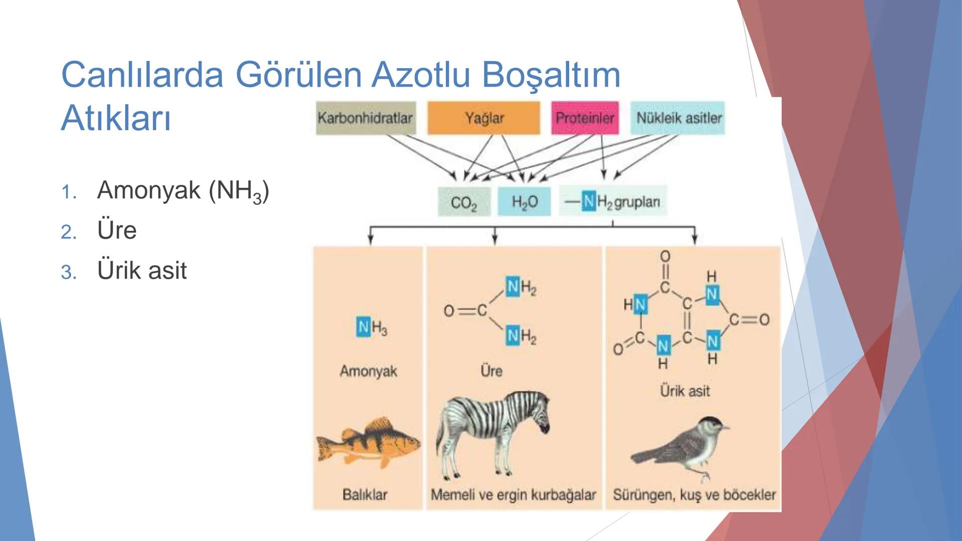 ÜRİNER SİSTEM
(BOŞALTIM SİSTEMİ) Boşaltım Sistemi
➤ Canlıların metabolizmaları sonucu oluşan zararlı atık
maddelerin veya işe yaramayan mole