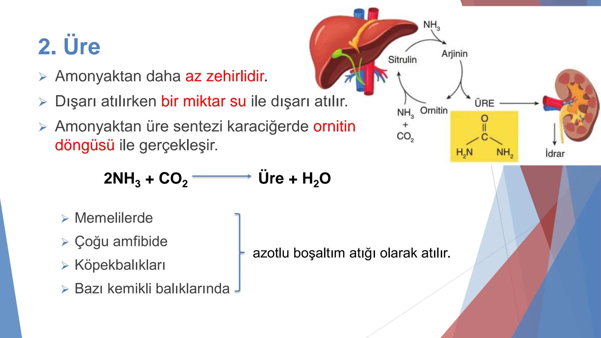 ÜRİNER SİSTEM
(BOŞALTIM SİSTEMİ) Boşaltım Sistemi
➤ Canlıların metabolizmaları sonucu oluşan zararlı atık
maddelerin veya işe yaramayan mole