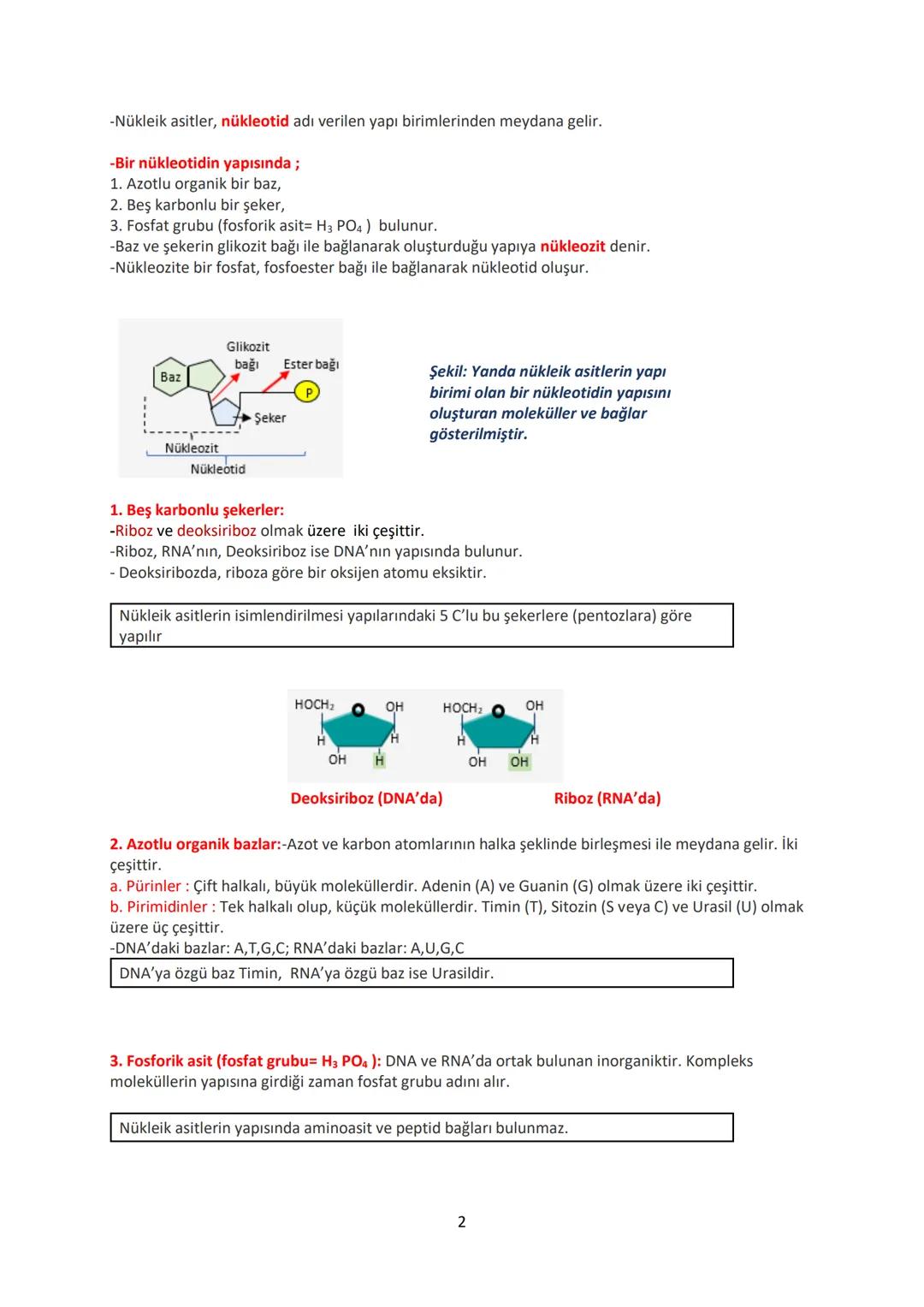 12.SINIF BİYOLOJİ DERS NOTU
1. ÜNİTE : GENDEN PROTEİNE
Yönetici Moleküller ve Protein Sentezi
YÖNETİCİ MOLEKÜLLER
DNA ve RNA olarak iki çeşi