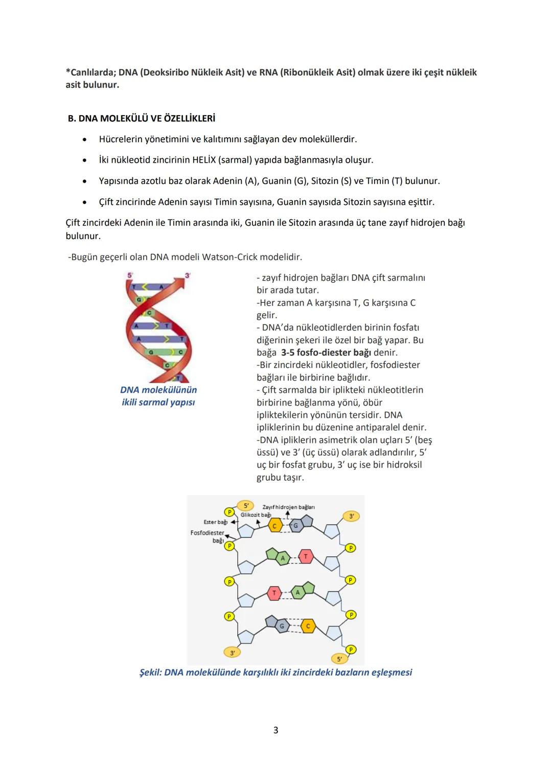 12.SINIF BİYOLOJİ DERS NOTU
1. ÜNİTE : GENDEN PROTEİNE
Yönetici Moleküller ve Protein Sentezi
YÖNETİCİ MOLEKÜLLER
DNA ve RNA olarak iki çeşi