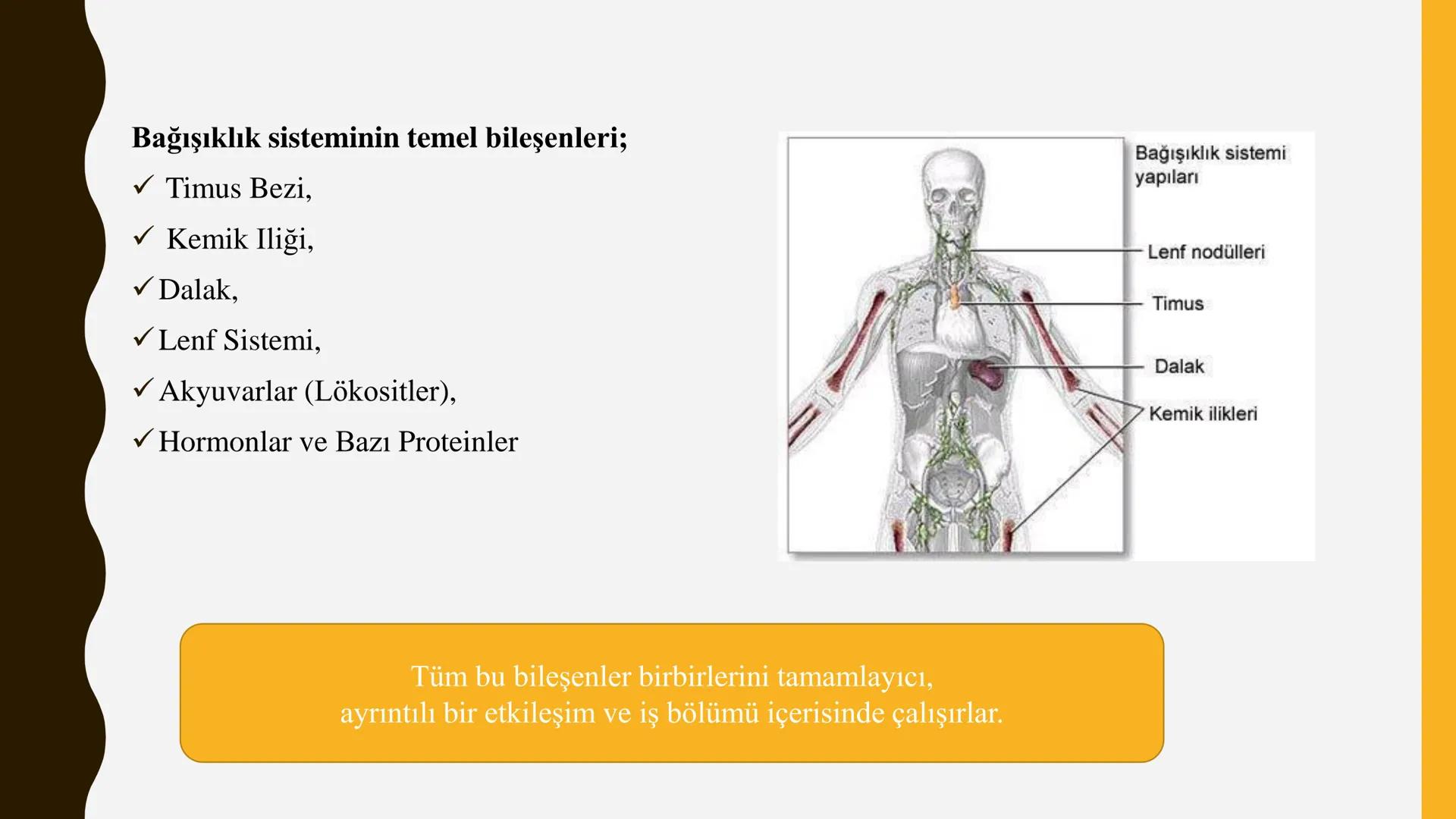 Bağışıklama ve Aşılar
2007
KARABÜK
ÜNİVERSİTESİ
VACCINE
Çocuk Sağlığı ve Hastalıkları Dersi
Öğr. Gör. Tuğçe KOLUKISA Bağışıklık
•
•
İnsan vü