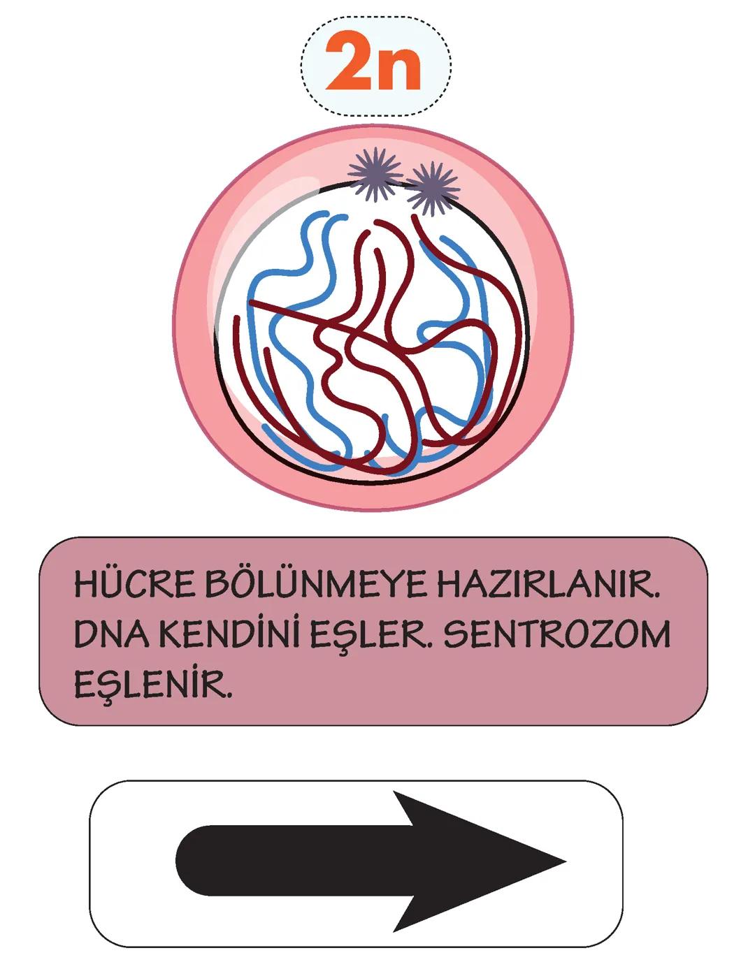 Mayoz ve Mitoz Hücre Bölünmeleri