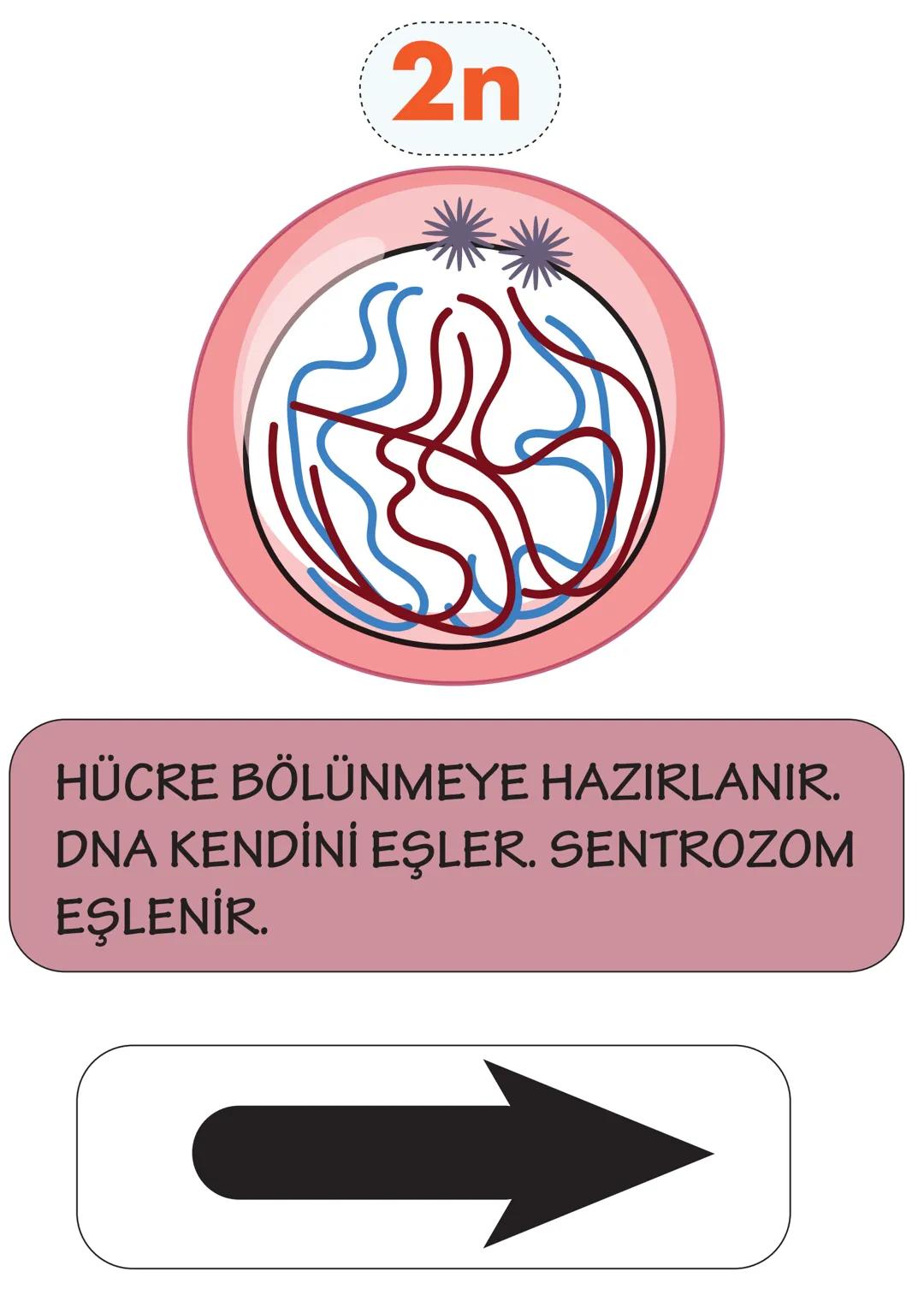2n
HÜCRE BÖLÜNMEYE HAZIRLANIR.
DNA KENDİNİ EŞLER. SENTROZOM
EŞLENİR. XP
HOMOLOG KROMOZOMLAR OLUŞUR.
YAN YANA GELEREK BİRBİRİ ÜZERİ-
NE KIVRI