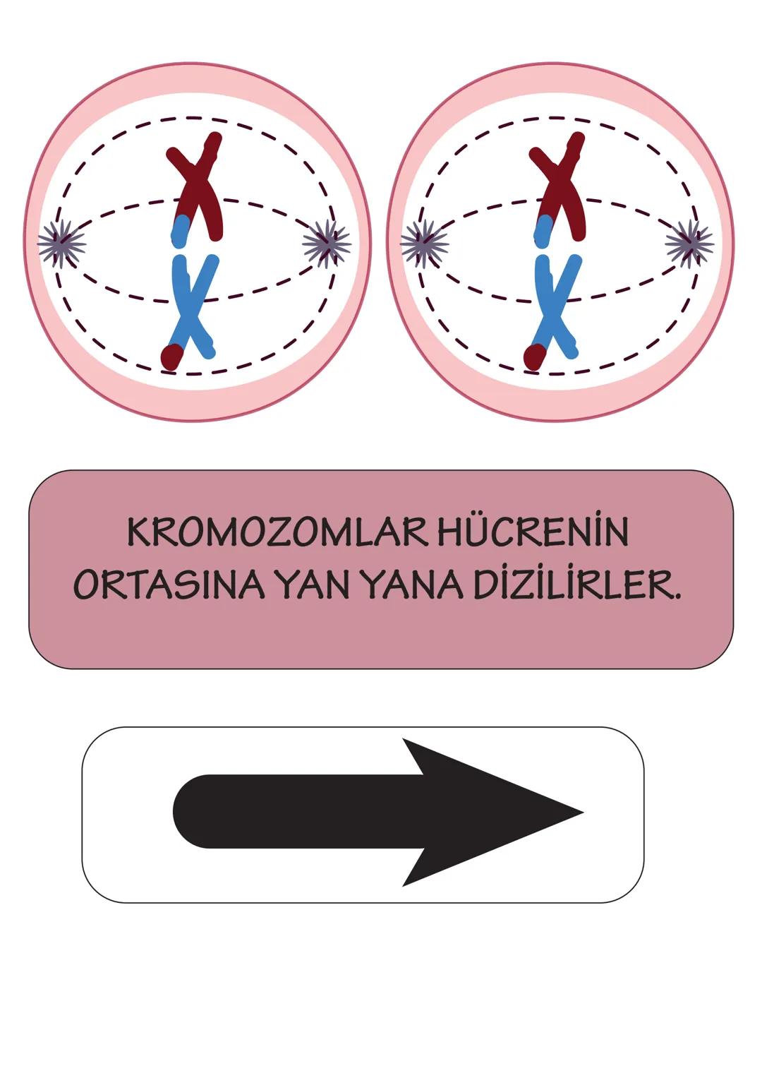 2n
HÜCRE BÖLÜNMEYE HAZIRLANIR.
DNA KENDİNİ EŞLER. SENTROZOM
EŞLENİR. XP
HOMOLOG KROMOZOMLAR OLUŞUR.
YAN YANA GELEREK BİRBİRİ ÜZERİ-
NE KIVRI