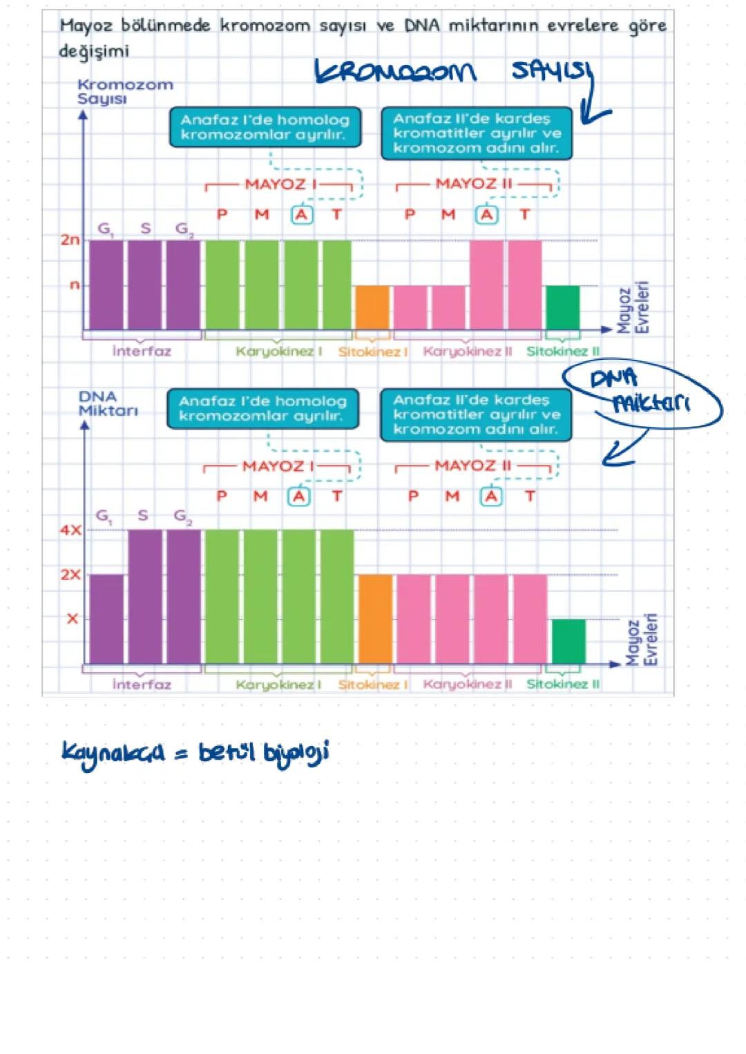 Mayoz I
a) interfaz
MAY02
b) Gekirdek b.
<>Profaz
Metafaz I
MAY02 BOLENME
Mayoz II
a) Gekirdek b..
homolog kromOZOM
бра
GMI
SAII
Anafoz I
Te