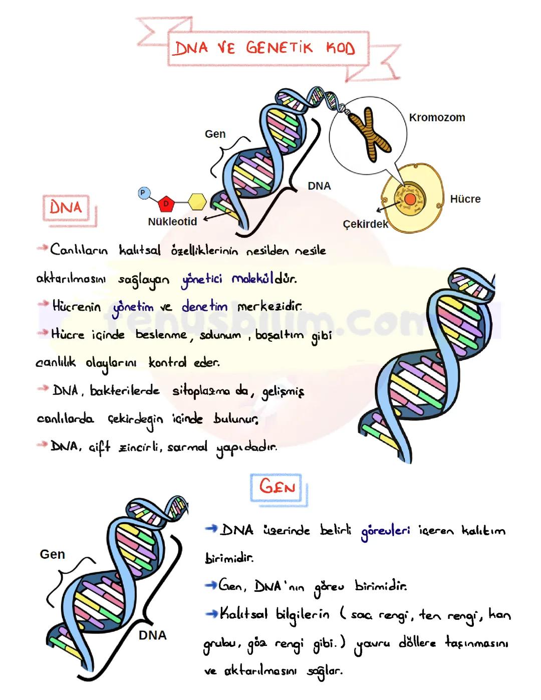 fen dna ve genetik kod notlar