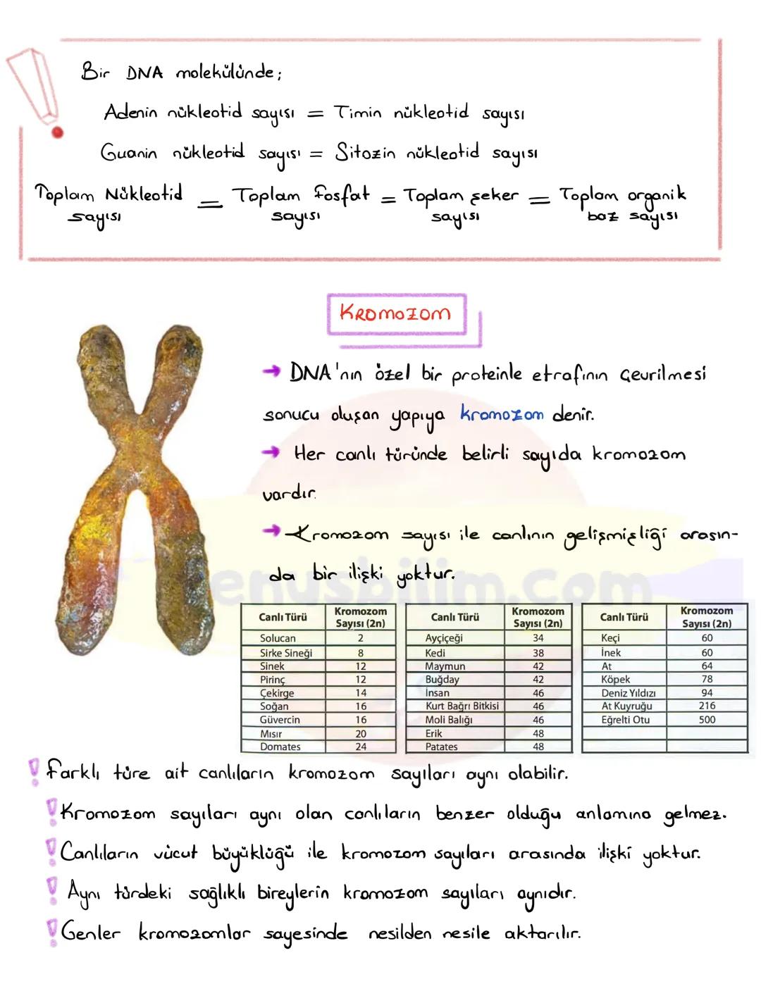 DNA
DNA VE GENETIK KOD
H
Gen
DNA
Kromozom
Hücre
Nükleotid
Canlıların kalıtsal özelliklerinin nesilden nesile
aktarılmasını sağlayan yönetici