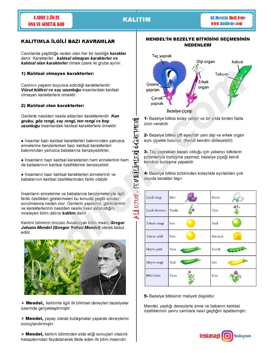 8.sınıf fen bilimleri kalıtım