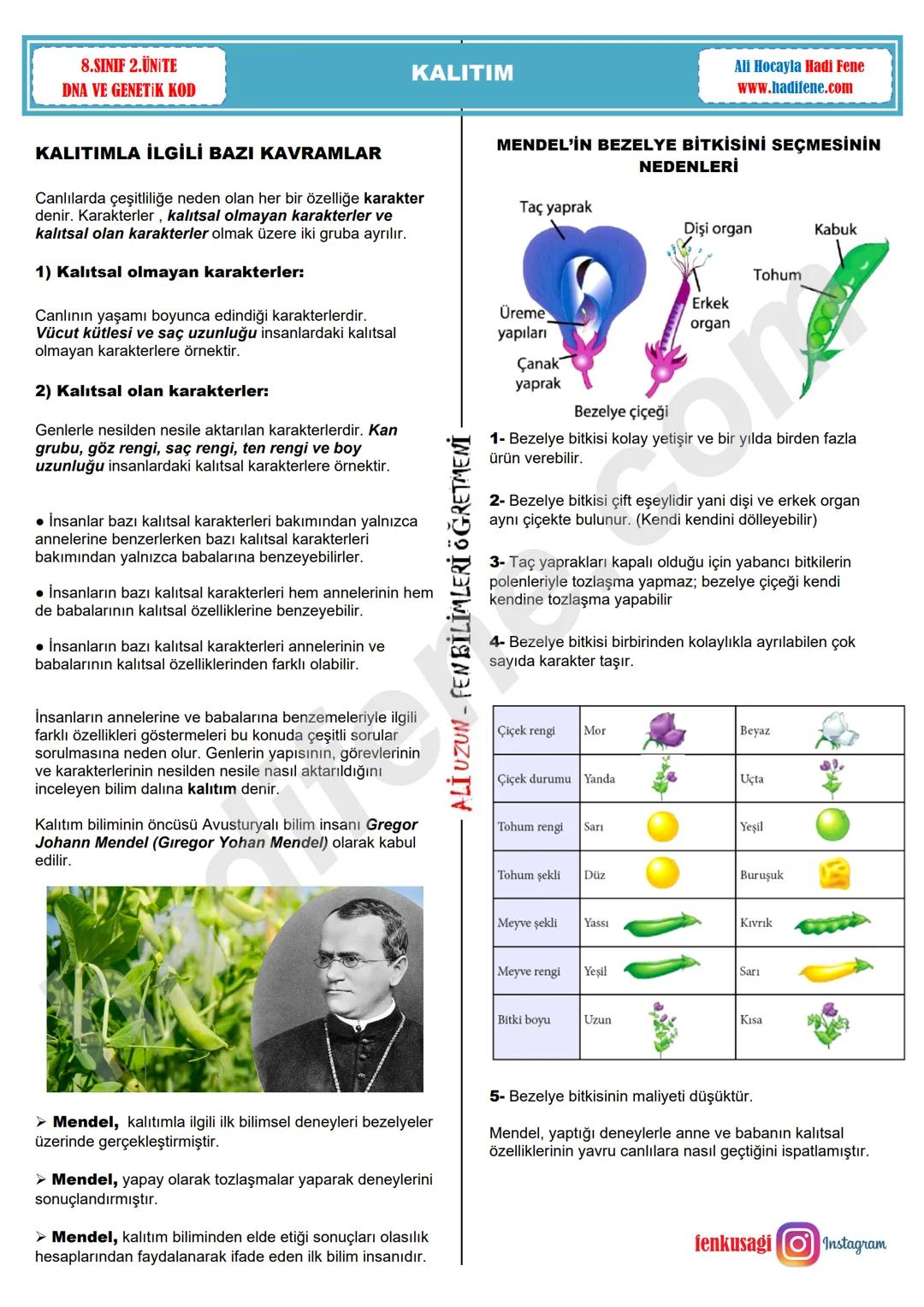 8.SINIF 2.ÜNİTE
DNA VE GENETİK KOD
KALITIM
Ali Hocayla Hadi Fene
www.hadifene.com
KALITIMLA İLGİLİ BAZI KAVRAMLAR
Canlılarda çeşitliliğe ned