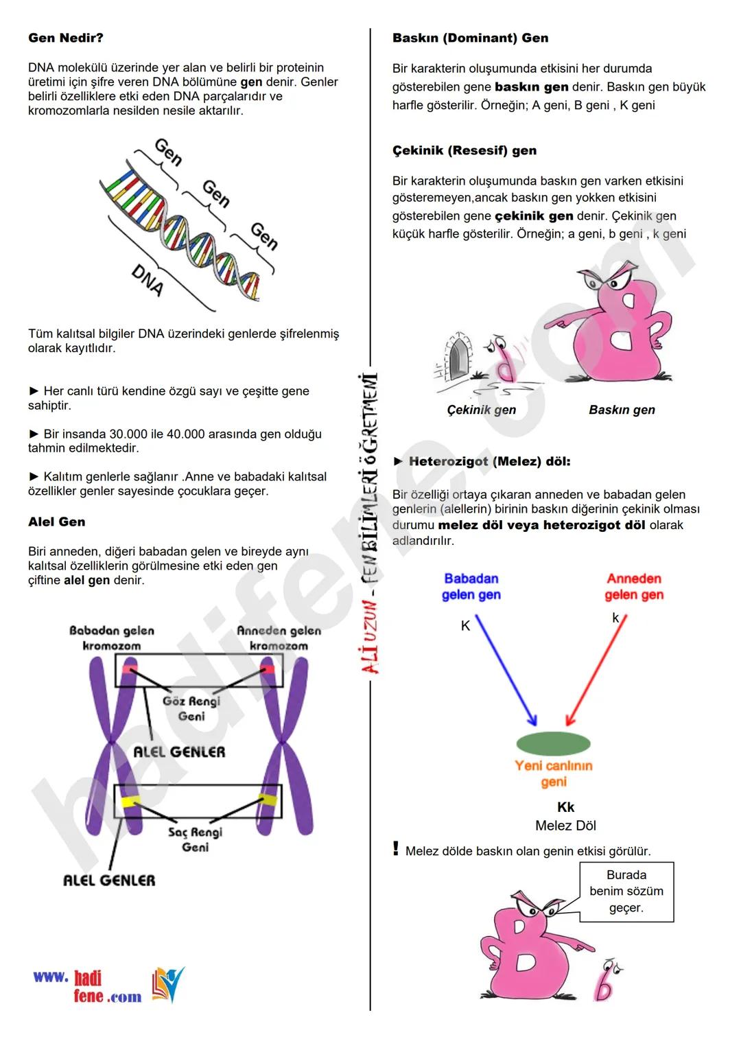 8.SINIF 2.ÜNİTE
DNA VE GENETİK KOD
KALITIM
Ali Hocayla Hadi Fene
www.hadifene.com
KALITIMLA İLGİLİ BAZI KAVRAMLAR
Canlılarda çeşitliliğe ned
