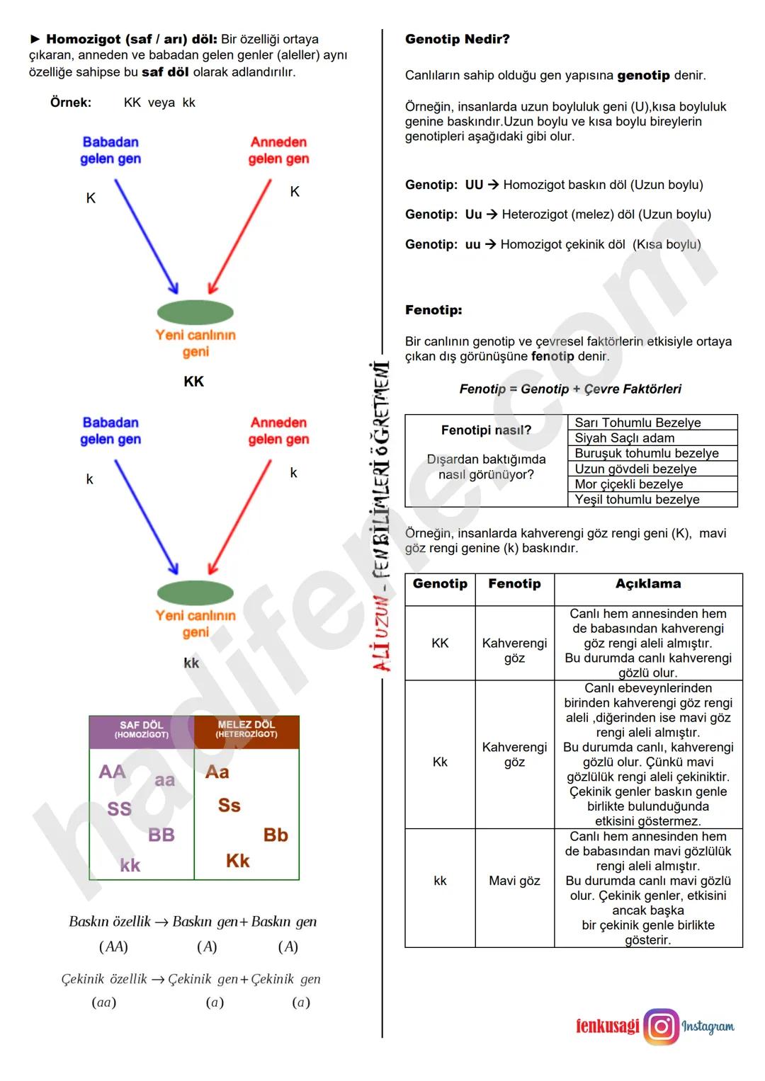 8.SINIF 2.ÜNİTE
DNA VE GENETİK KOD
KALITIM
Ali Hocayla Hadi Fene
www.hadifene.com
KALITIMLA İLGİLİ BAZI KAVRAMLAR
Canlılarda çeşitliliğe ned