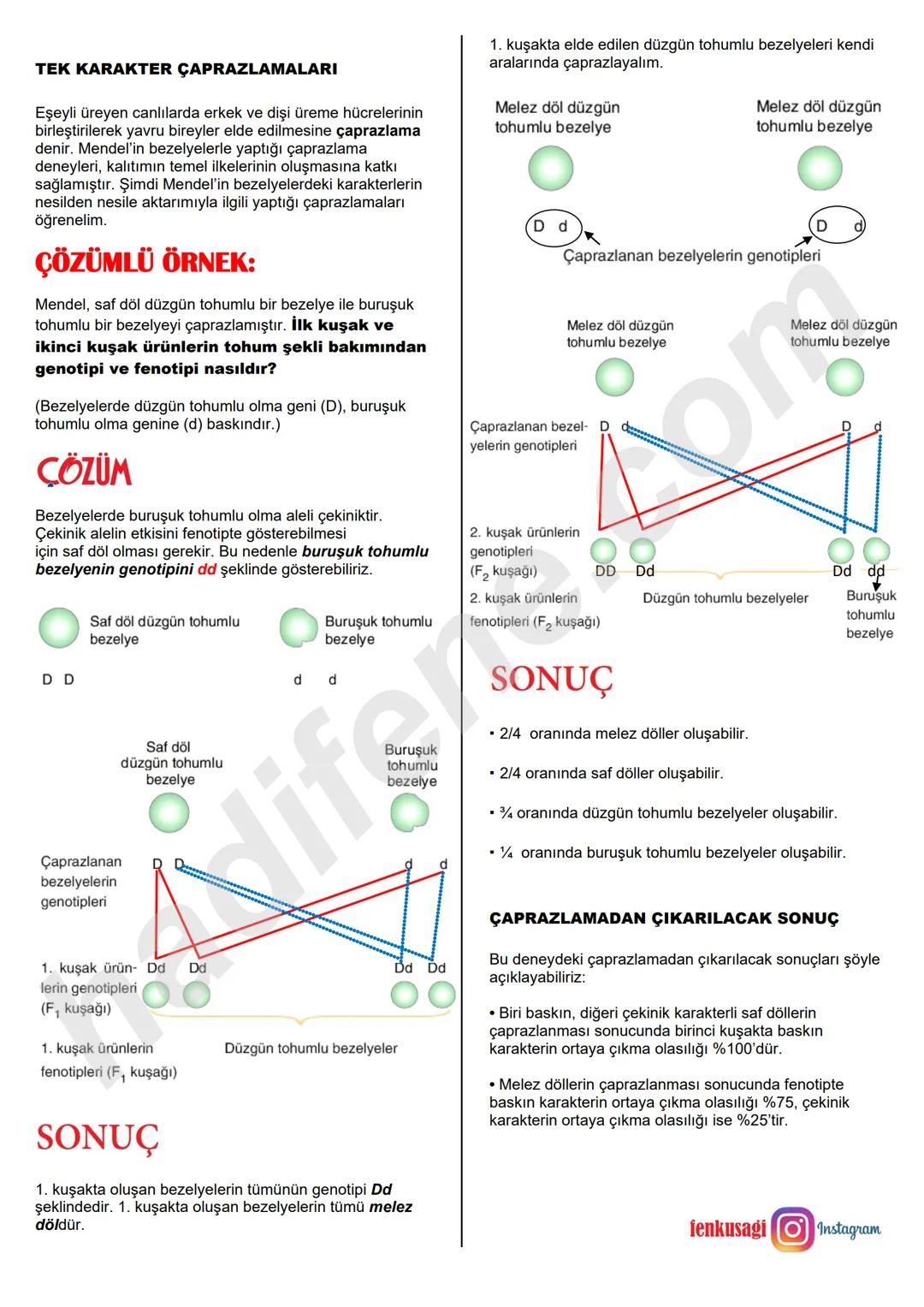 8.SINIF 2.ÜNİTE
DNA VE GENETİK KOD
KALITIM
Ali Hocayla Hadi Fene
www.hadifene.com
KALITIMLA İLGİLİ BAZI KAVRAMLAR
Canlılarda çeşitliliğe ned