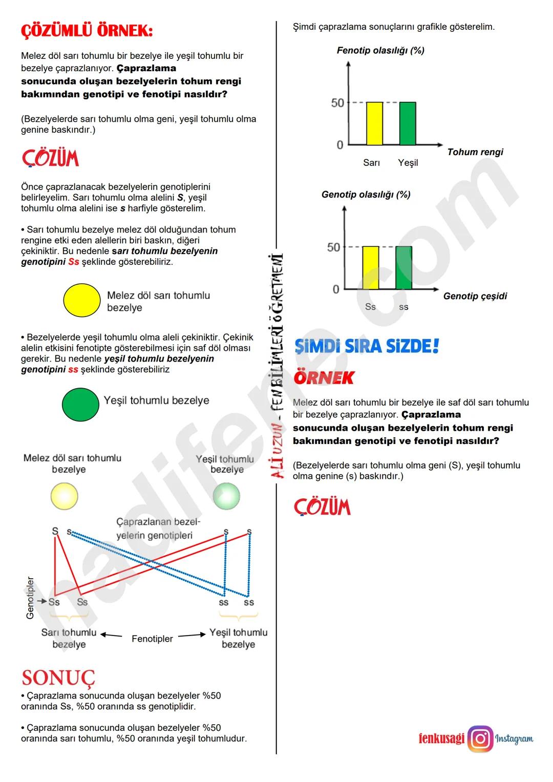 8.SINIF 2.ÜNİTE
DNA VE GENETİK KOD
KALITIM
Ali Hocayla Hadi Fene
www.hadifene.com
KALITIMLA İLGİLİ BAZI KAVRAMLAR
Canlılarda çeşitliliğe ned