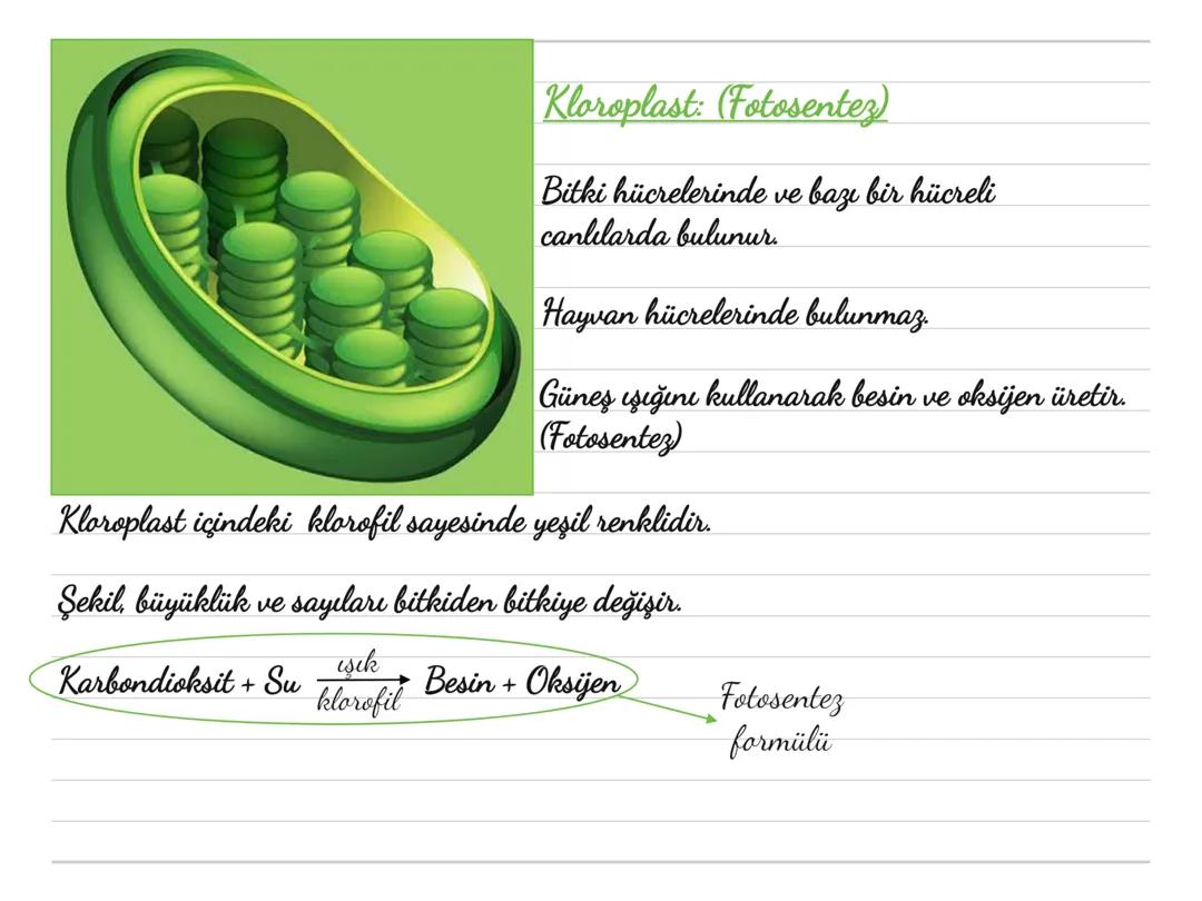 Hücrenin Bölümleri ve Organeller