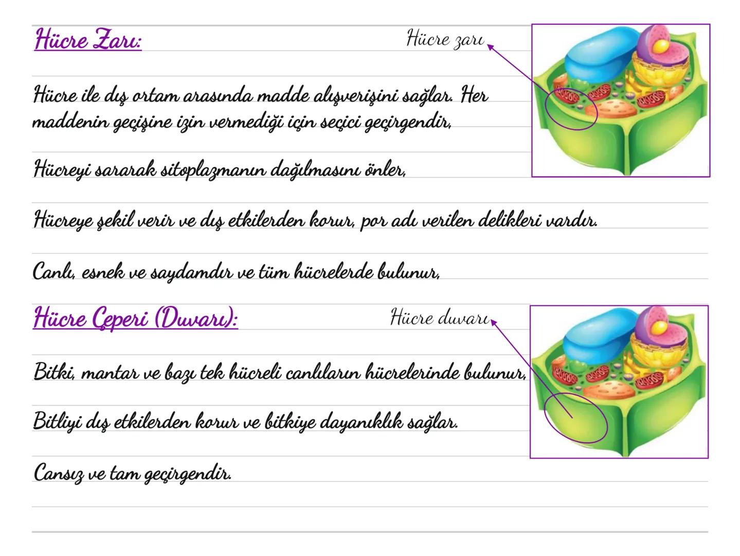 Kloroplast: (Fotosentez)
Bitki hücrelerinde ve bazı bir hücreli
canlılarda bulunur.
Hayvan hücrelerinde bulunmaz.
Güneş ışığını kullanara