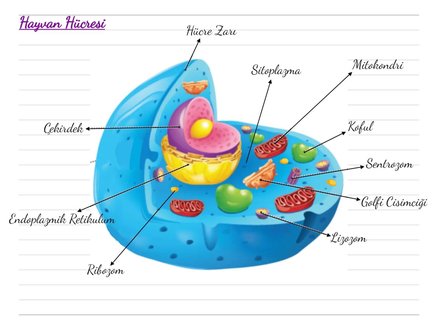 Kloroplast: (Fotosentez)
Bitki hücrelerinde ve bazı bir hücreli
canlılarda bulunur.
Hayvan hücrelerinde bulunmaz.
Güneş ışığını kullanara
