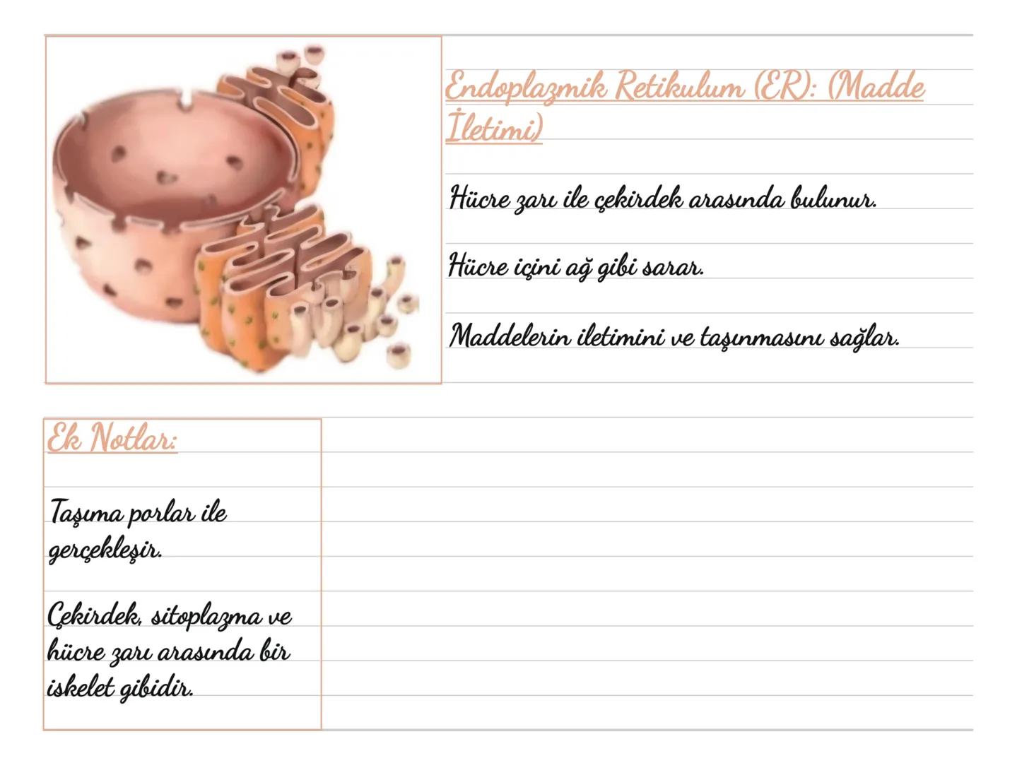 Kloroplast: (Fotosentez)
Bitki hücrelerinde ve bazı bir hücreli
canlılarda bulunur.
Hayvan hücrelerinde bulunmaz.
Güneş ışığını kullanara