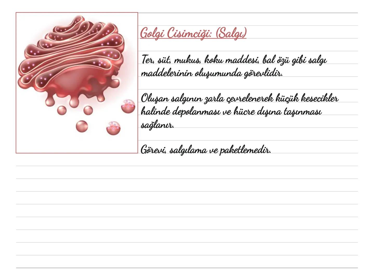 Kloroplast: (Fotosentez)
Bitki hücrelerinde ve bazı bir hücreli
canlılarda bulunur.
Hayvan hücrelerinde bulunmaz.
Güneş ışığını kullanara