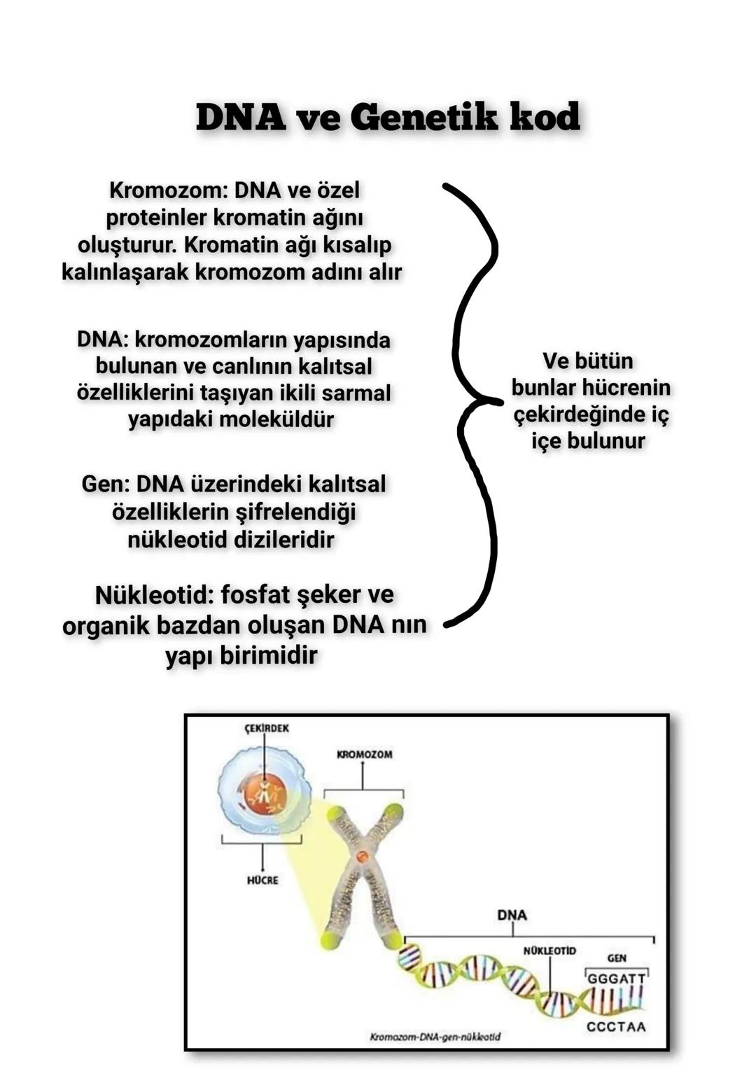 8. Sınıf Fen bilimleri 2. Ünite 1. Bölüm DNA ve Genetik kod