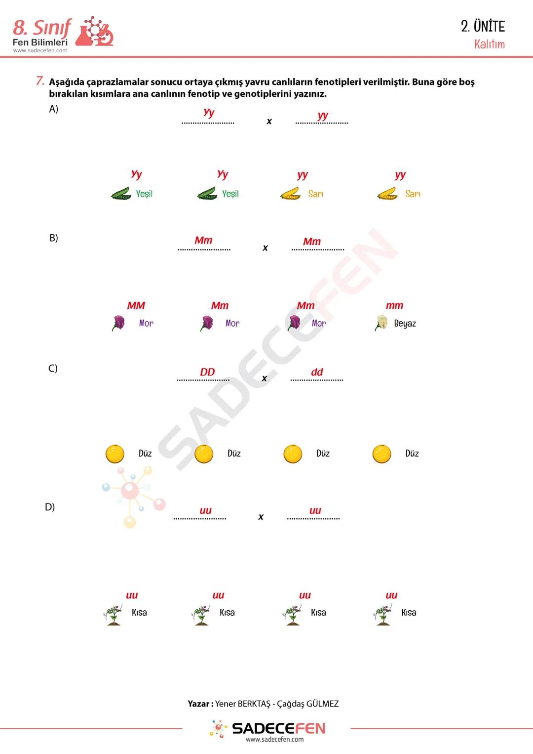 # 8. Sınıf
Fen Bilimleri
www.sadecef
# 2. ÜNİTE
Kalıtım Çalışma Kağıdı
1. Aşağıdaki kavramları verilen cümlelerde uygun alanlara yazınız.