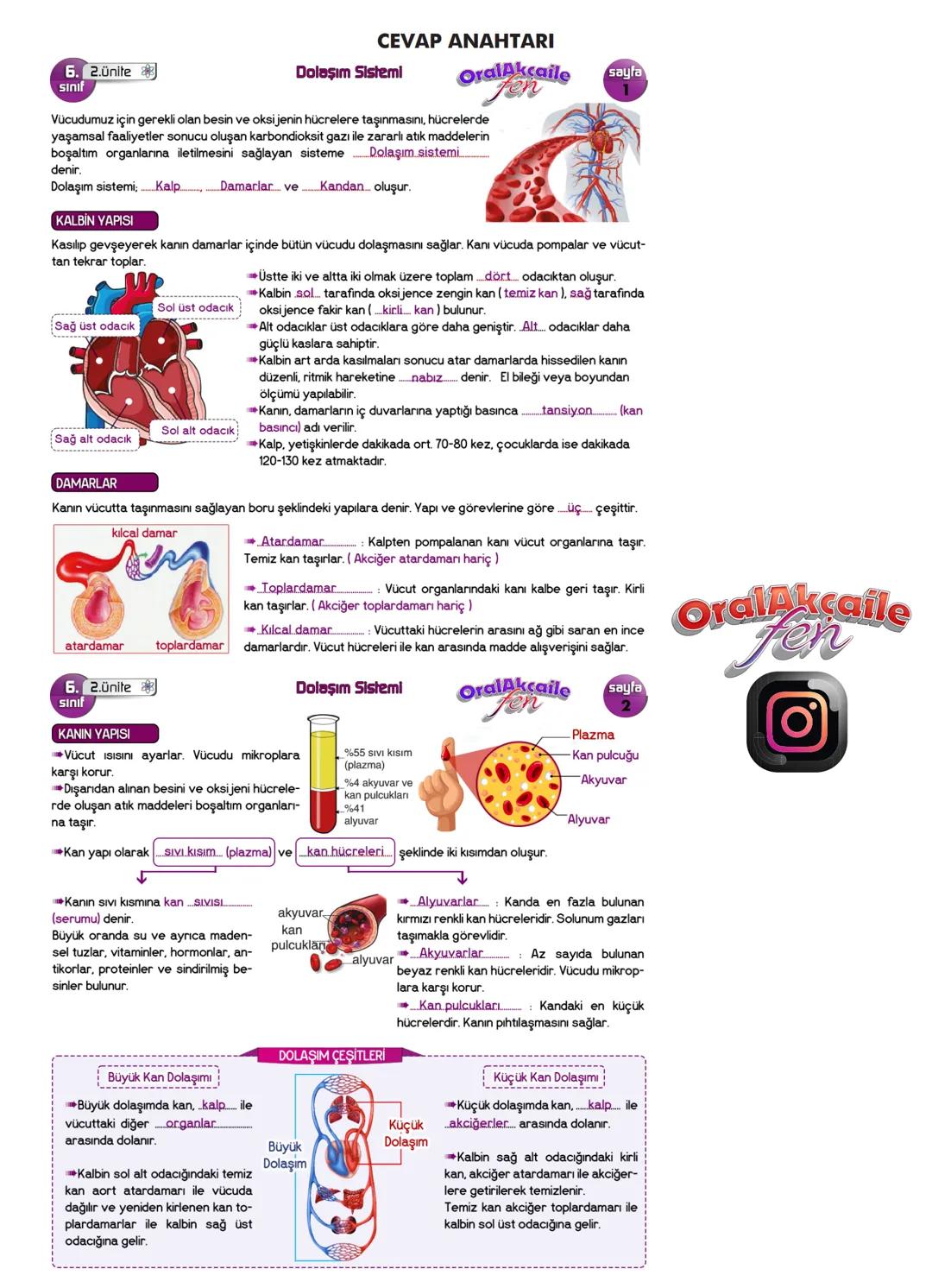 6. 2.Ünite
Sınıf
Dolaşım Sistemi
Vücudumuz için gerekli olan besin ve oksijenin hücrelere taşınmasını, hücrelerde
yaşamsal faaliyetler sonuc