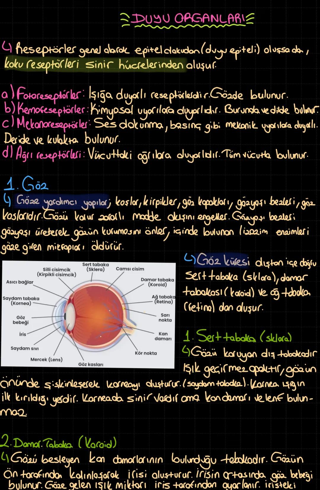 Duyu organları 11. Sinif