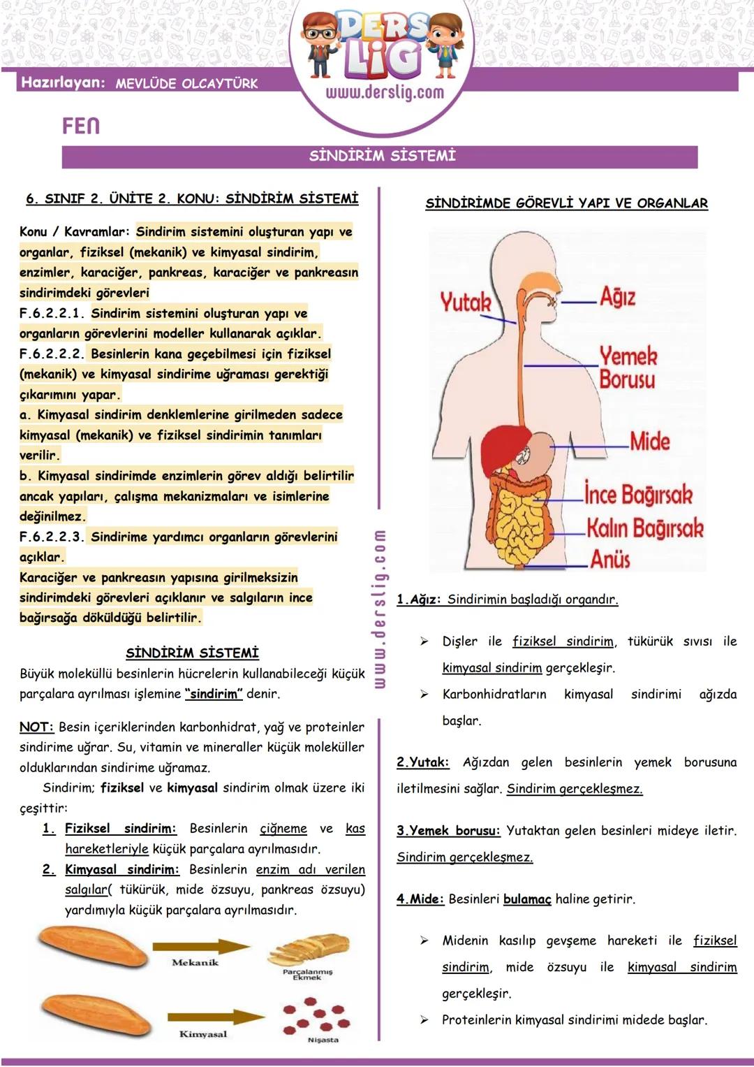 Fen bilimleri sindirim sistemi konu anlatımo