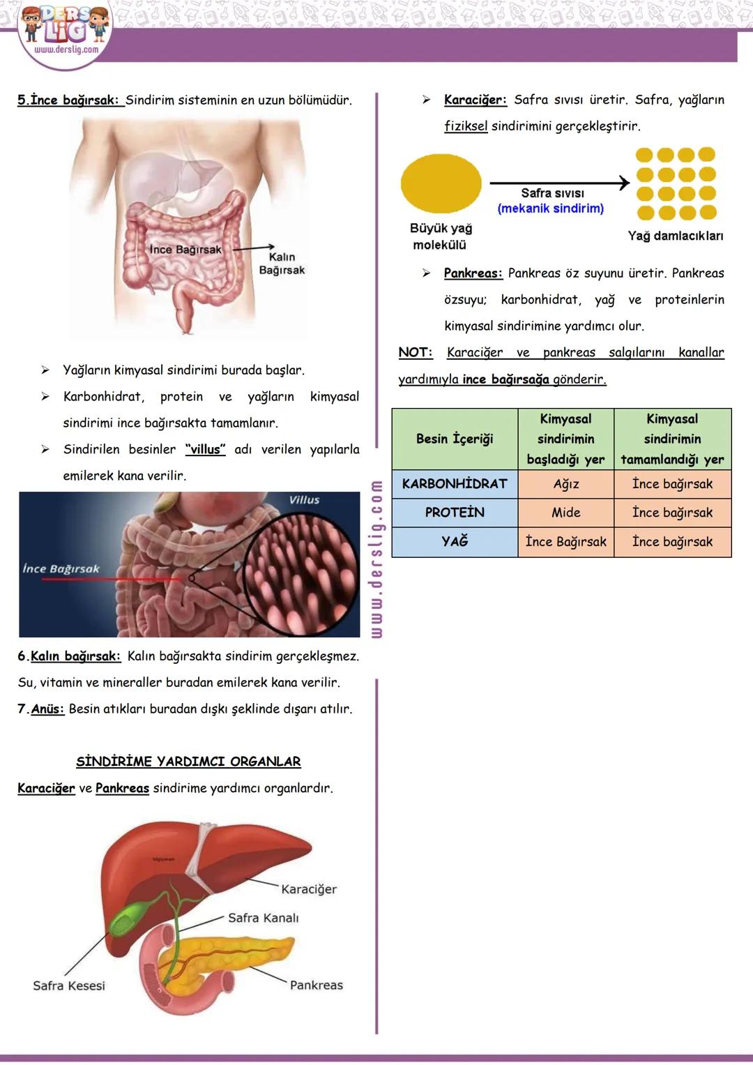 # DERS
Hazırlayan: MEVLÜDE OLCAYTÜRK
www.derslig.com
FEN
# SİNDİRİM SİSTEMİ
SİNDİRİMDE GÖREVLİ YAPI VE ORGANLAR
## 6. SINIF 2. ÜNİTE 2. K