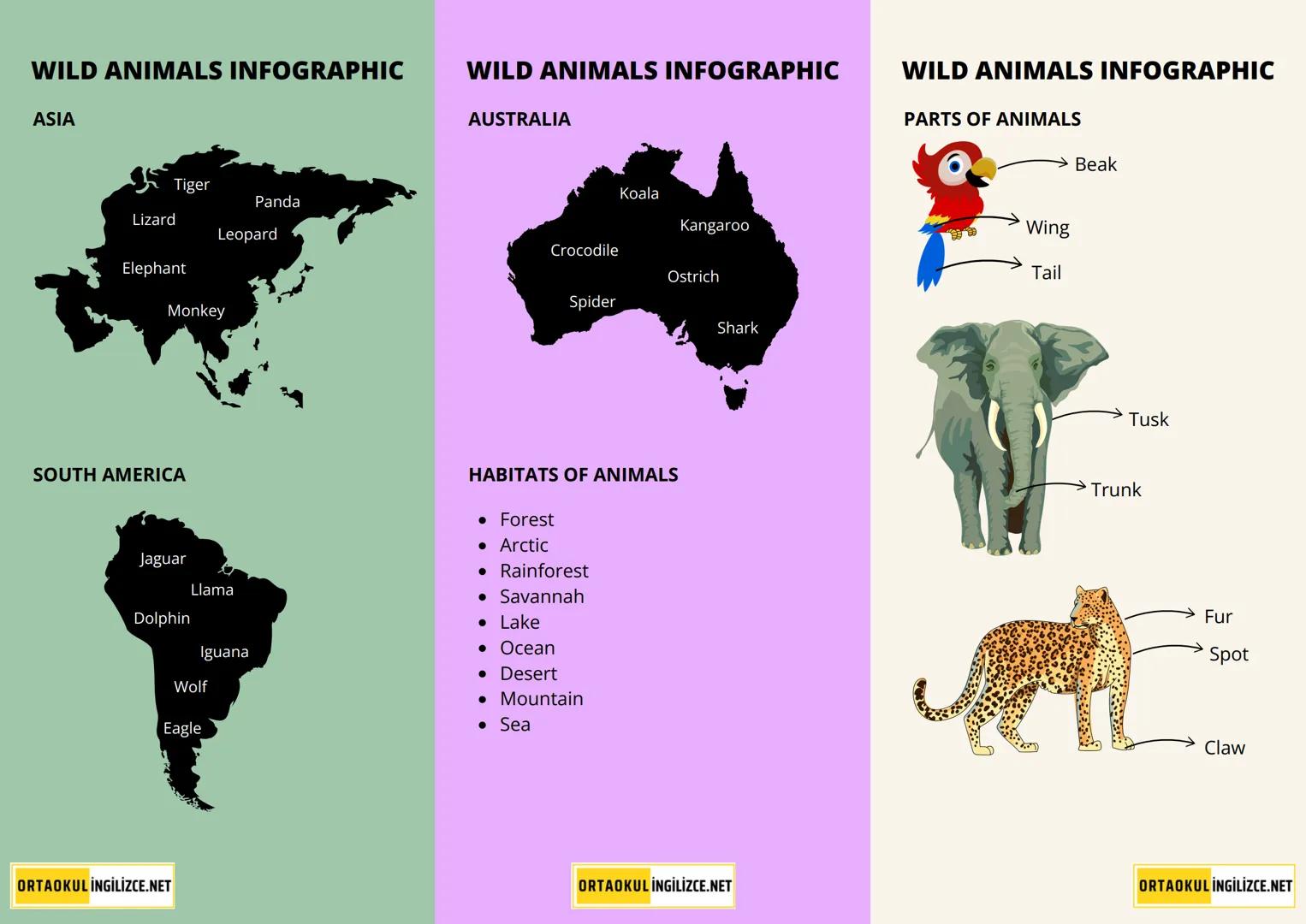 WILD ANIMALS INFOGRAPHIC
1. MAMMALS (MEMELİ HAYVANLAR)
• Giraffe (zürafa)
• Whale (balina)
• Hippo (su aygırı)
• Rhino (gergedan)
• Ch