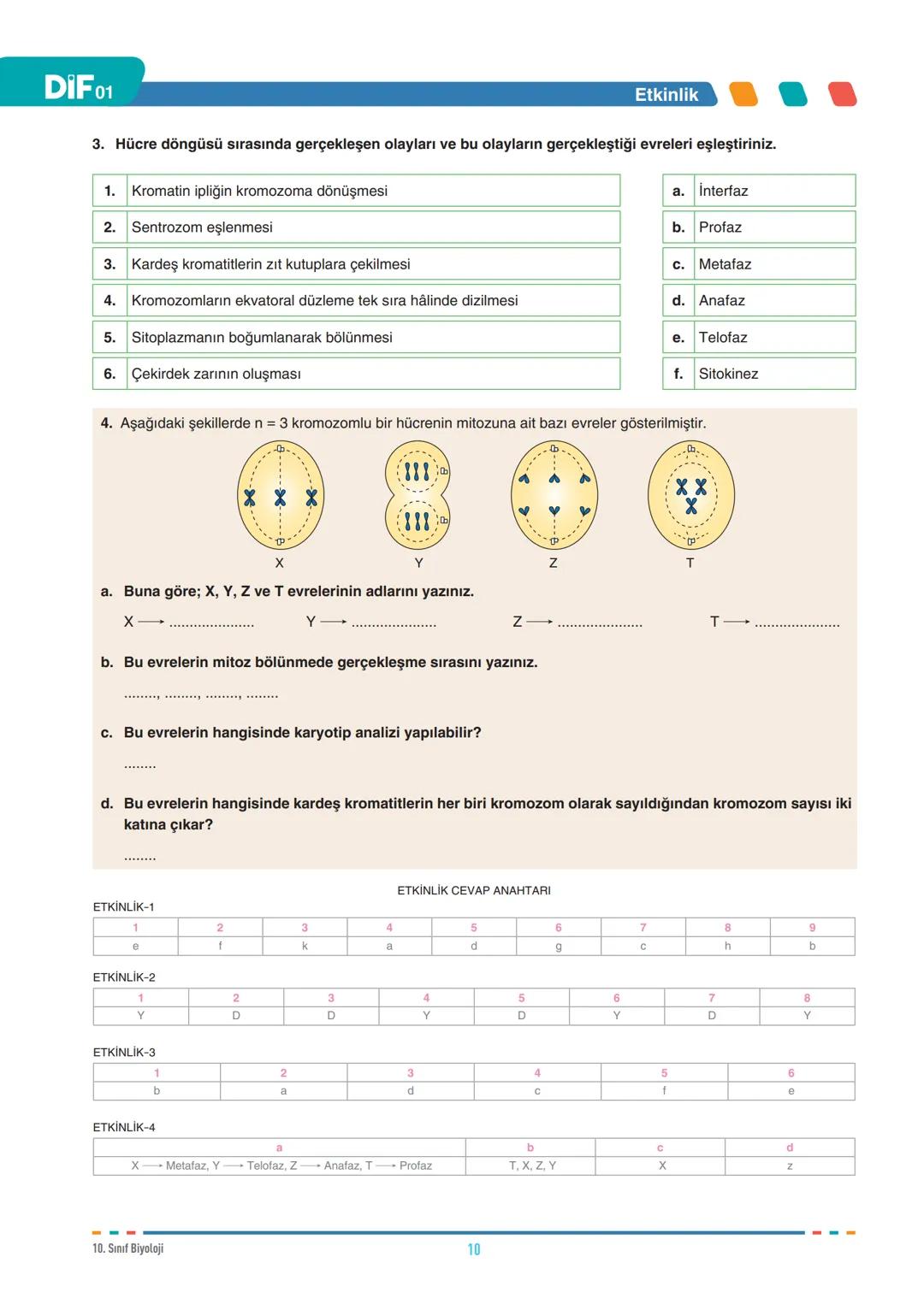 DIF
BİYOLOJİ
FÖY
01
HÜCRE BÖLÜNMELERİ - I
10.1.1.1. Canlılarda hücre bölünmesinin gerekliliğini açıklar.
10.1.1.2. Mitozu açıklar.
Tüm canlı