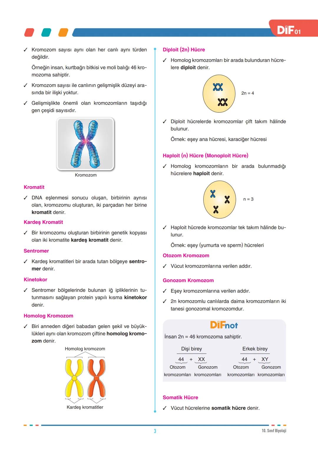 DIF
BİYOLOJİ
FÖY
01
HÜCRE BÖLÜNMELERİ - I
10.1.1.1. Canlılarda hücre bölünmesinin gerekliliğini açıklar.
10.1.1.2. Mitozu açıklar.
Tüm canlı