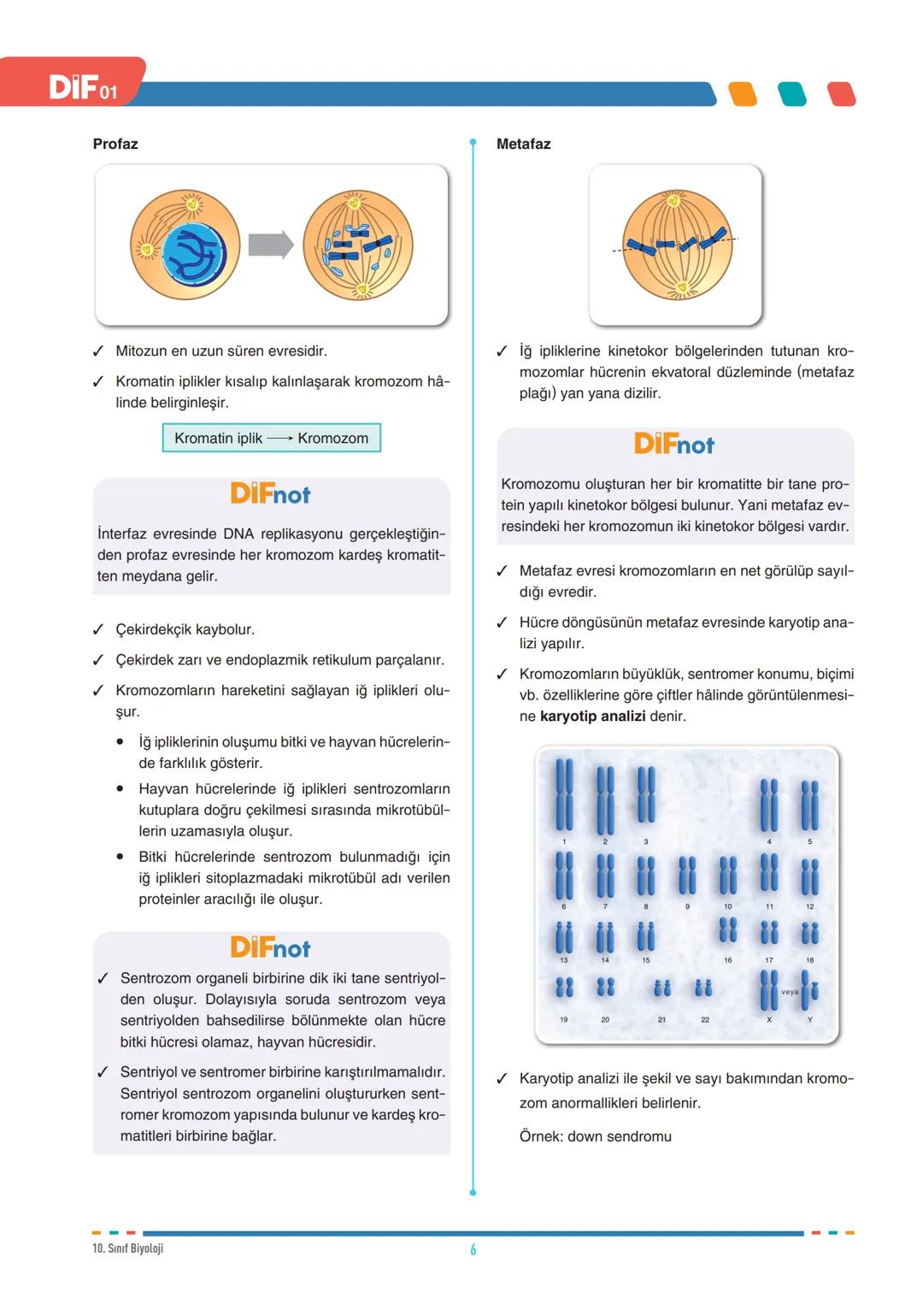 DIF
BİYOLOJİ
FÖY
01
HÜCRE BÖLÜNMELERİ - I
10.1.1.1. Canlılarda hücre bölünmesinin gerekliliğini açıklar.
10.1.1.2. Mitozu açıklar.
Tüm canlı