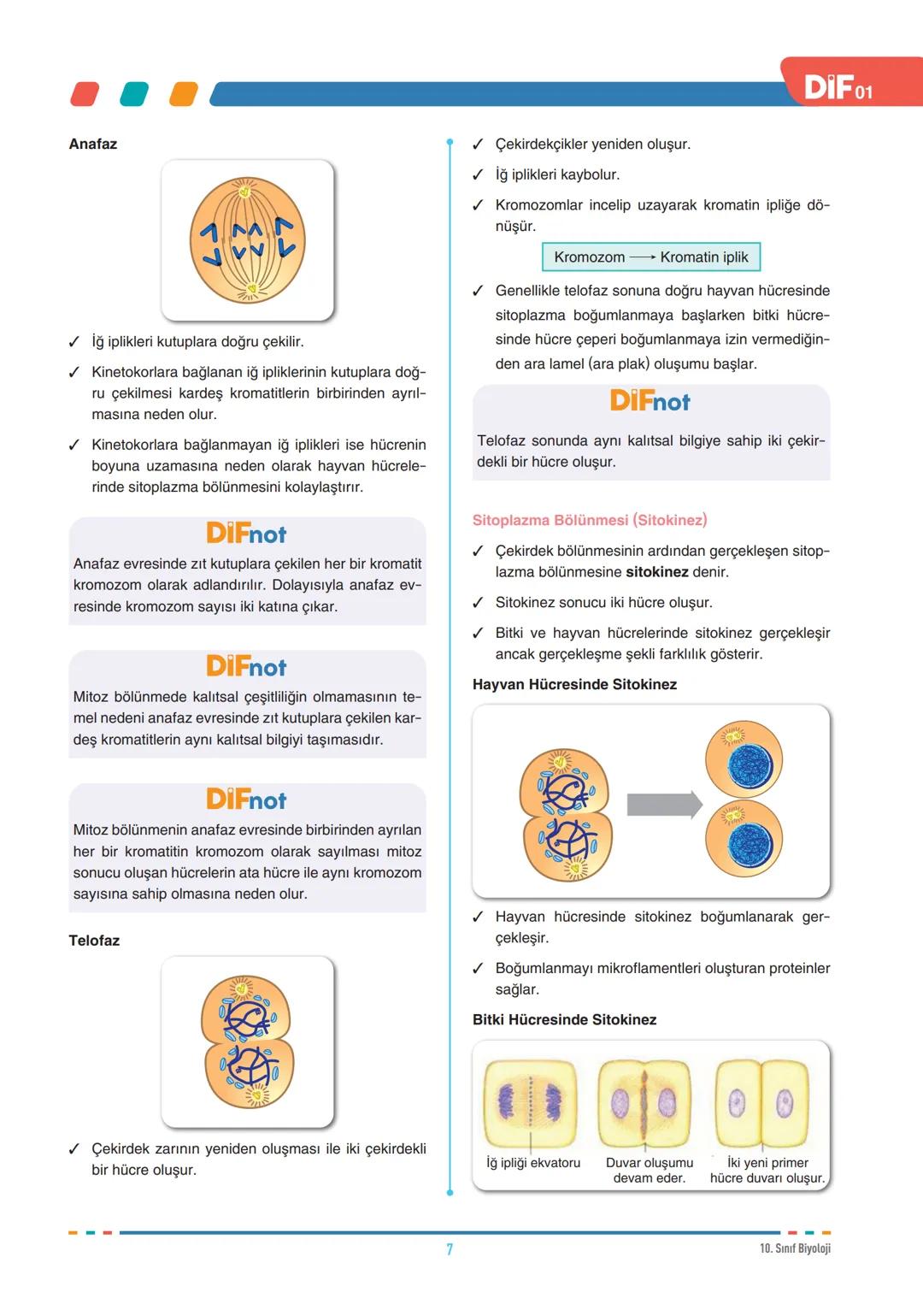 DIF
BİYOLOJİ
FÖY
01
HÜCRE BÖLÜNMELERİ - I
10.1.1.1. Canlılarda hücre bölünmesinin gerekliliğini açıklar.
10.1.1.2. Mitozu açıklar.
Tüm canlı