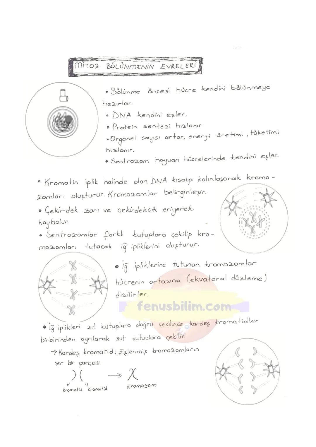 HÜCRE
✓ Canlıların, Canlılık özelliğini gösteren en küçük yapı ve görev
birimine hücre denir.
✓ Hücreler çok küçük yapılı olduklarından do