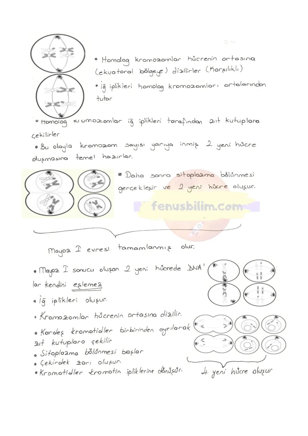 HÜCRE
✓ Canlıların, Canlılık özelliğini gösteren en küçük yapı ve görev
birimine hücre denir.
✓ Hücreler çok küçük yapılı olduklarından do