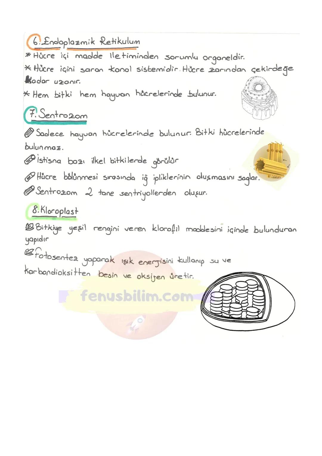 HÜCRE
✓ Canlıların, Canlılık özelliğini gösteren en küçük yapı ve görev
birimine hücre denir.
✓ Hücreler çok küçük yapılı olduklarından do