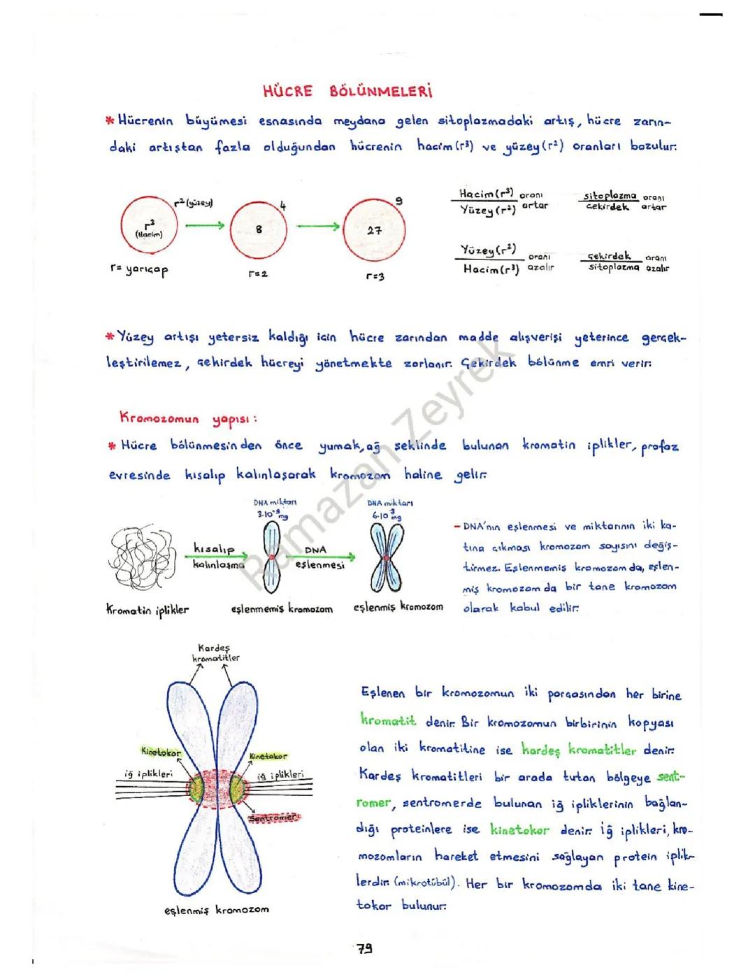 Hücre bölünmeleri