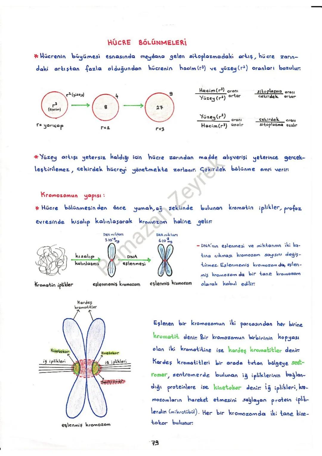 HÜCRE BÖLÜNMELERİ
*Hücrenin büyümesi esnasında meydana gelen sitoplazmadaki artış, hücre zarın-
daki artıştan fazla olduğundan hücrenin haci
