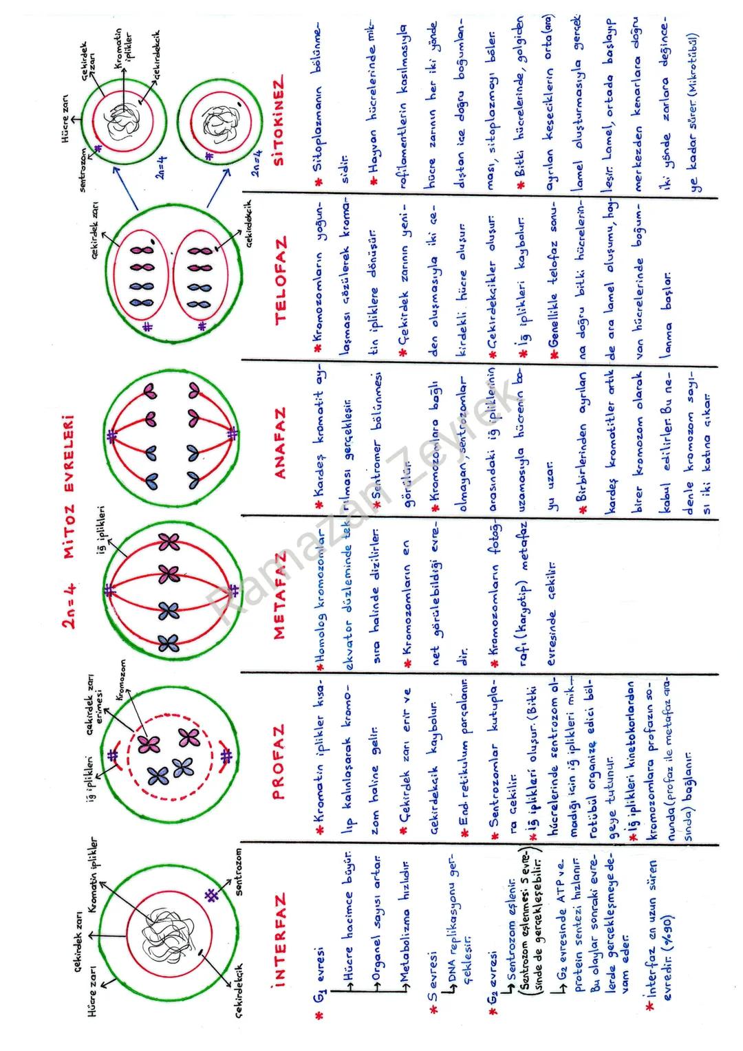 HÜCRE BÖLÜNMELERİ
*Hücrenin büyümesi esnasında meydana gelen sitoplazmadaki artış, hücre zarın-
daki artıştan fazla olduğundan hücrenin haci