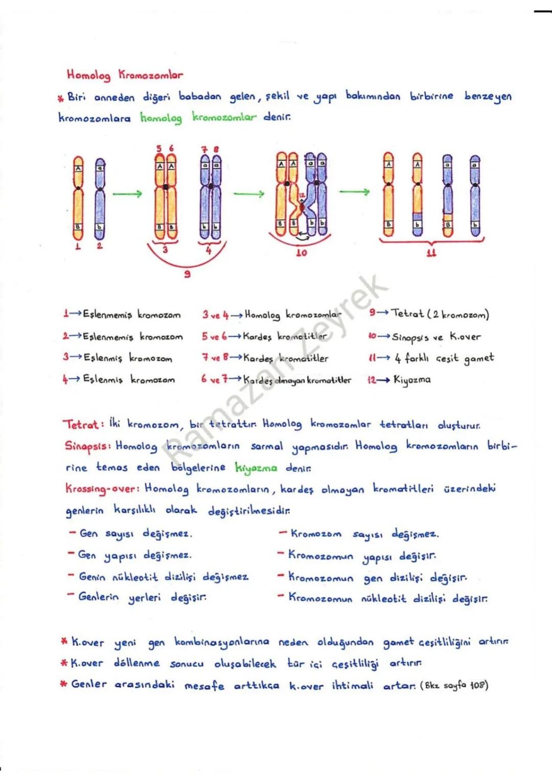 HÜCRE BÖLÜNMELERİ
*Hücrenin büyümesi esnasında meydana gelen sitoplazmadaki artış, hücre zarın-
daki artıştan fazla olduğundan hücrenin haci