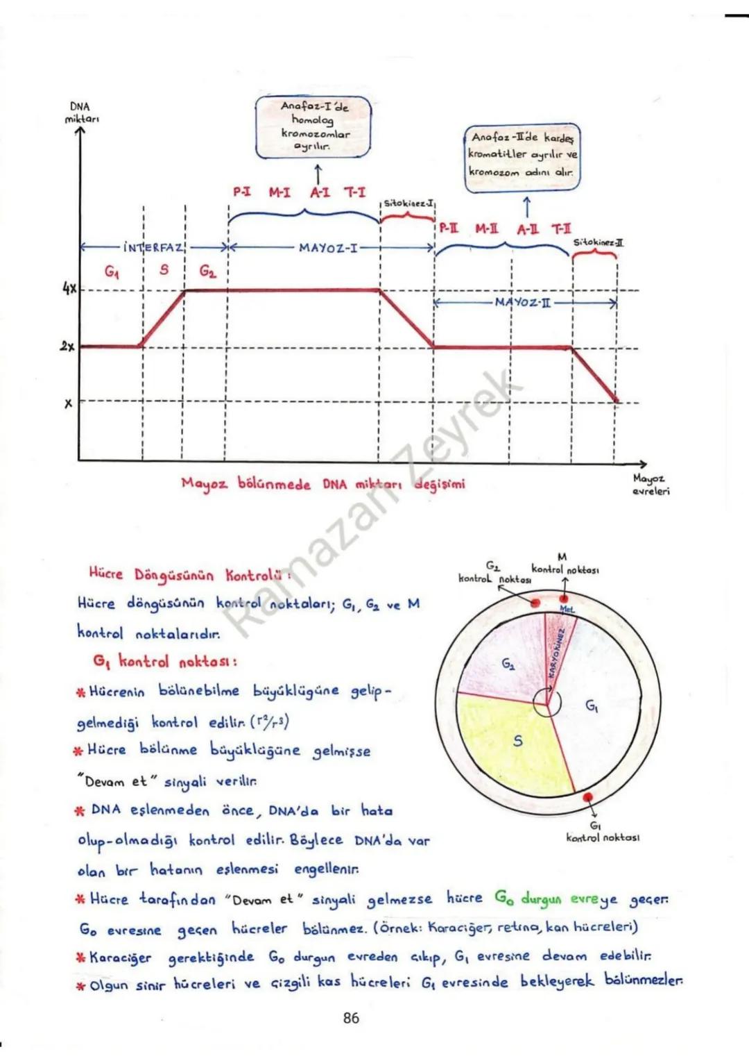 HÜCRE BÖLÜNMELERİ
*Hücrenin büyümesi esnasında meydana gelen sitoplazmadaki artış, hücre zarın-
daki artıştan fazla olduğundan hücrenin haci