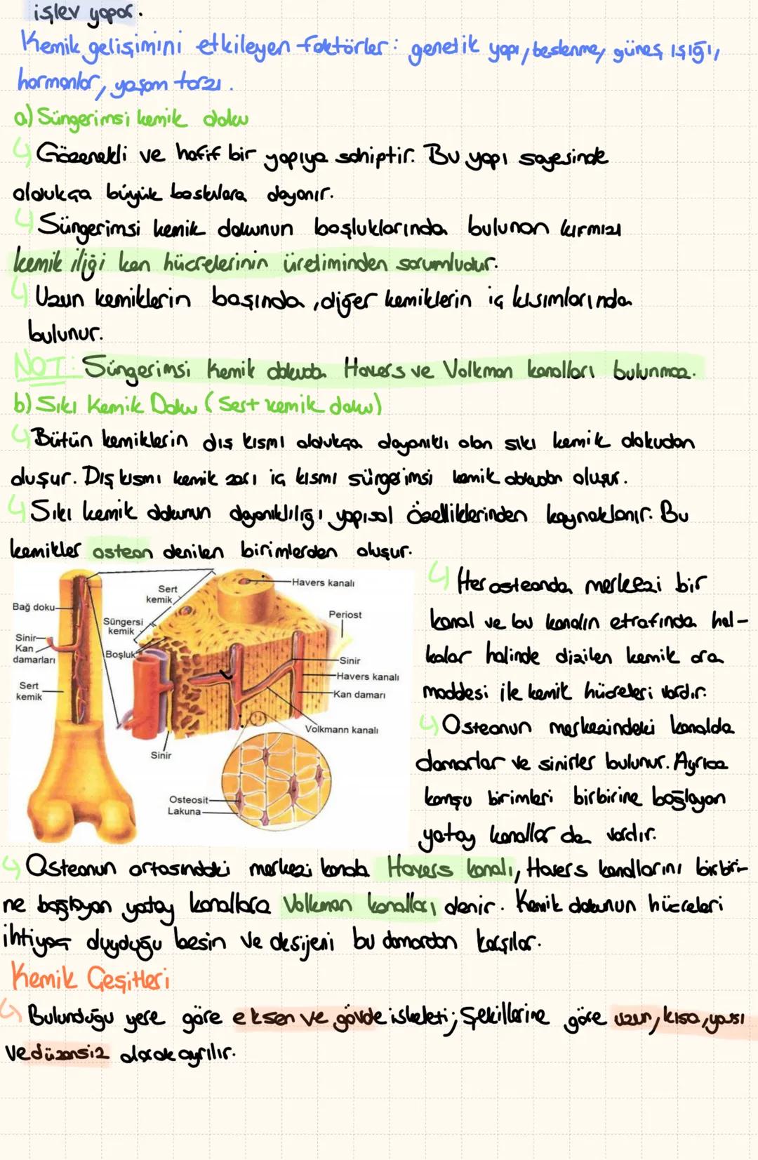 A) iskelet Sistemi
4
Embriyanik dönemde büyük oranda kıkırdak dokuden
dluşur. Büyüme ve gelişme döneminde kemikleşmeye başler.
-Iskeletin Gö